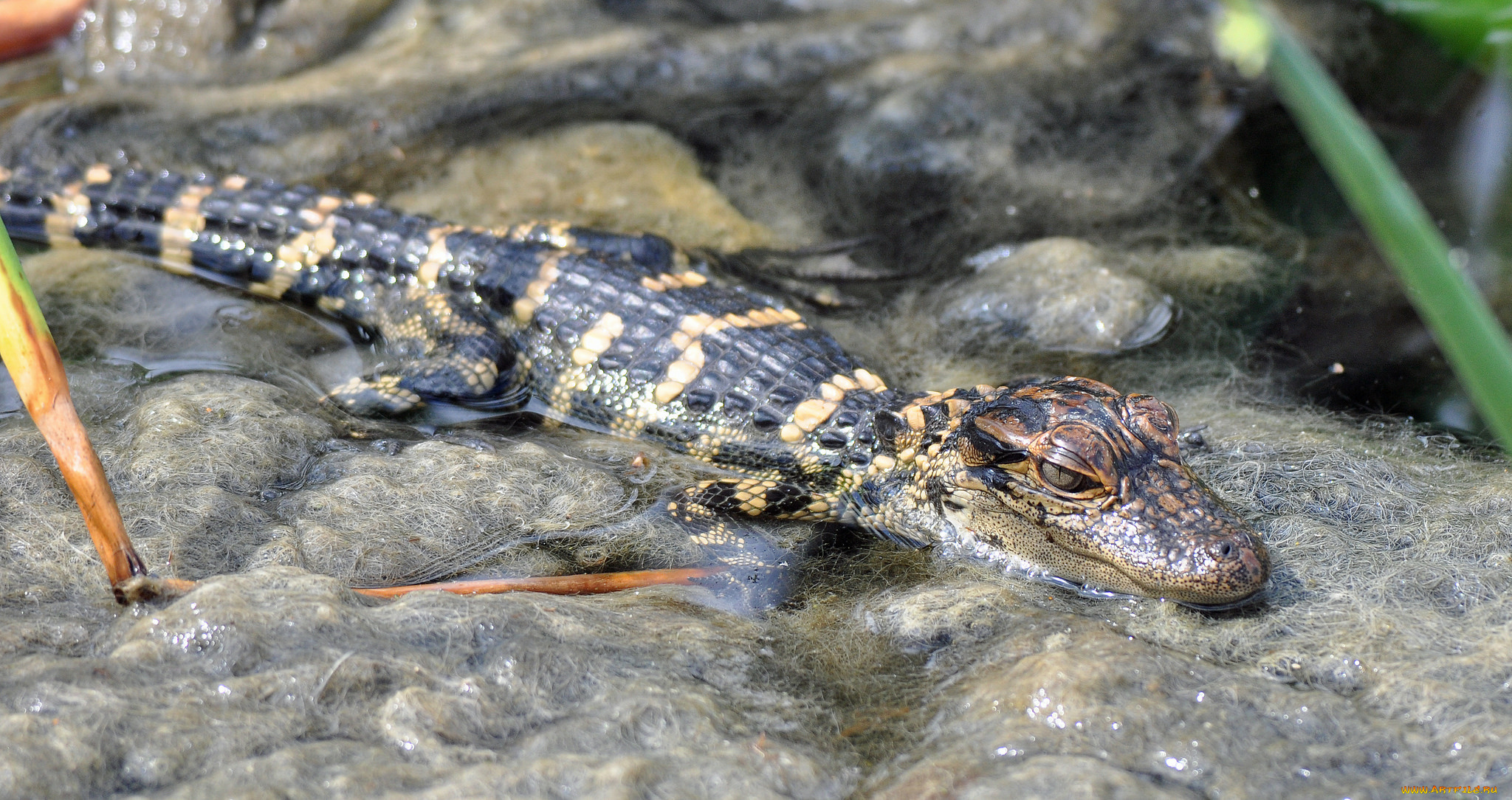 животные, крокодилы, крокодил