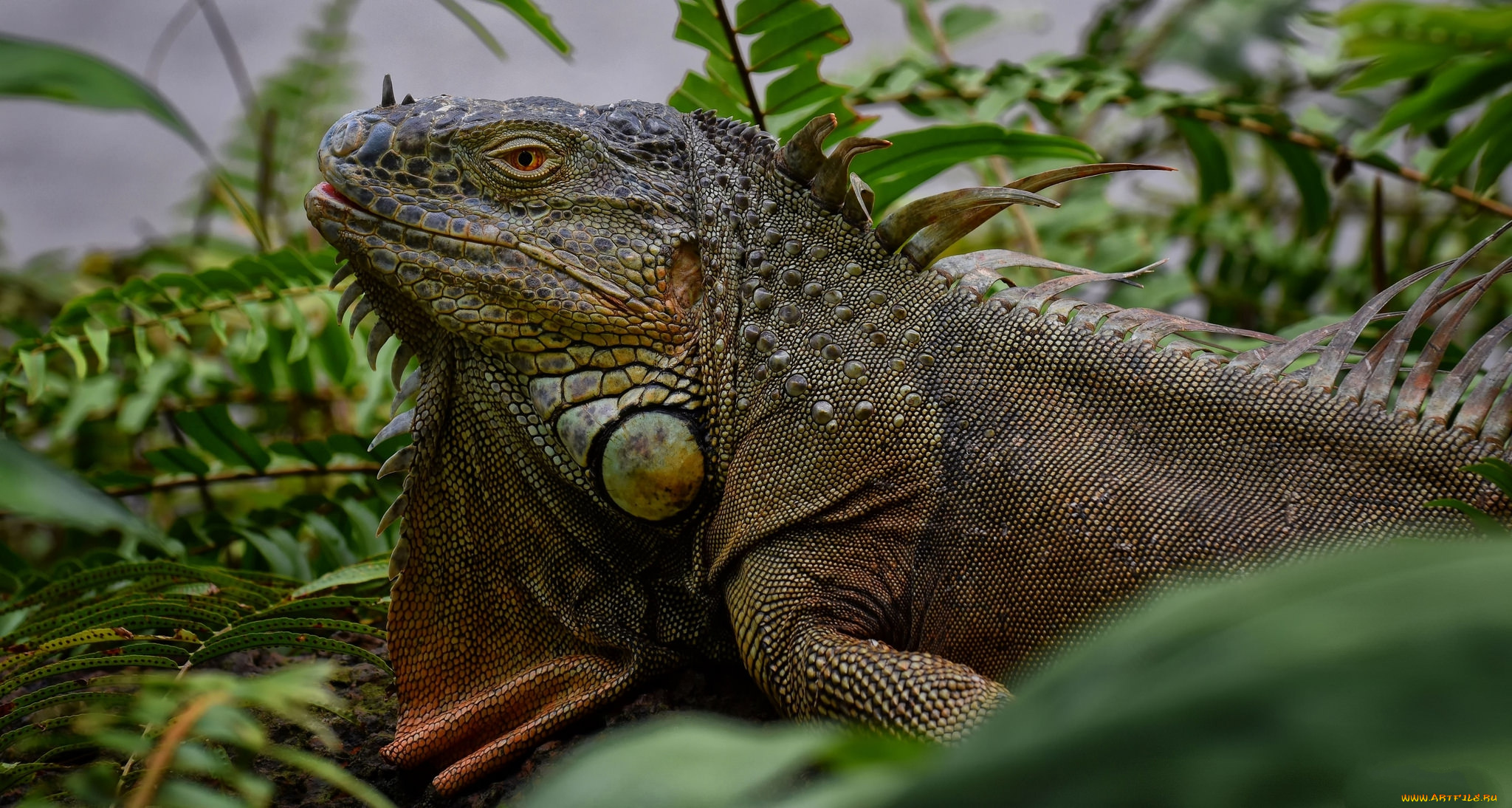 животные, Ящерицы, , игуаны, , вараны, ящерка