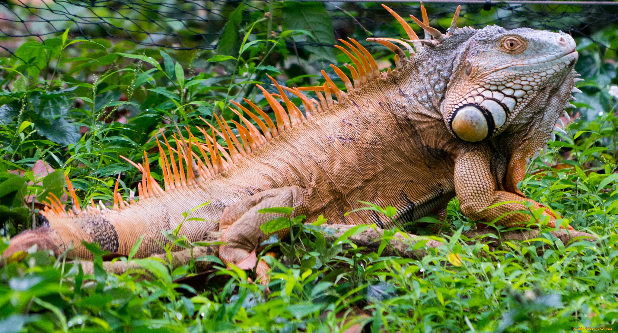 животные, Ящерицы, , игуаны, , вараны, ящерка