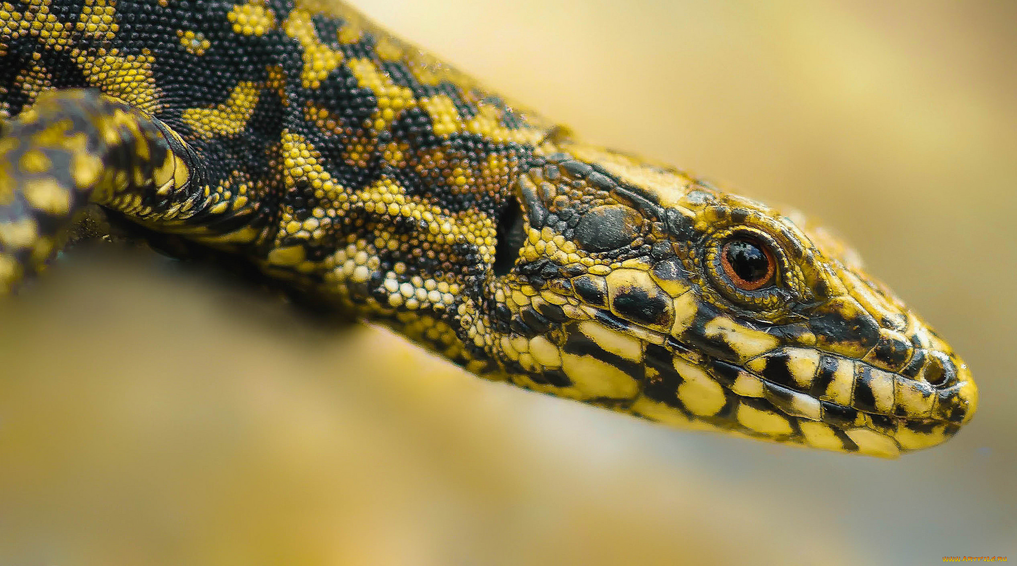 животные, Ящерицы, , игуаны, , вараны, ящерка