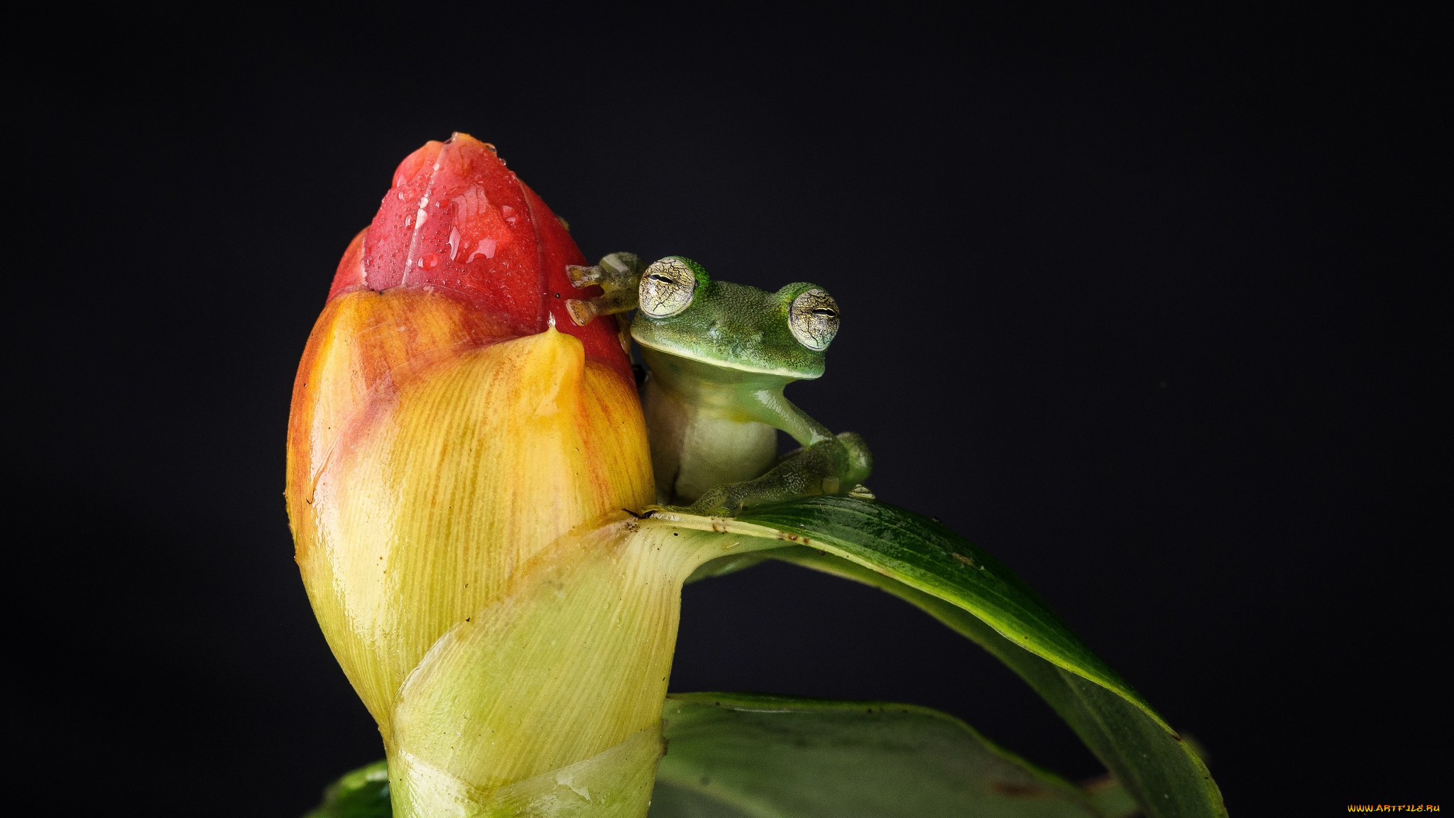 животные, лягушки, лягушка