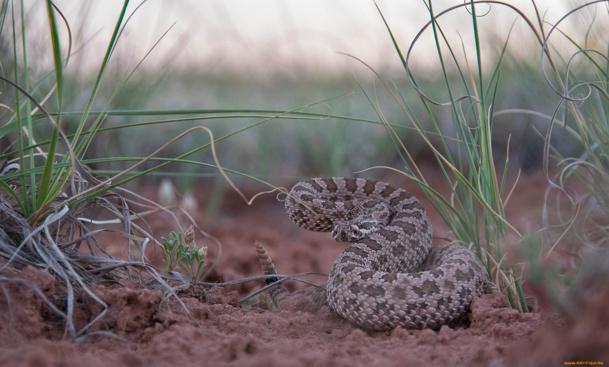 животные, змеи, , питоны, , кобры, змейка