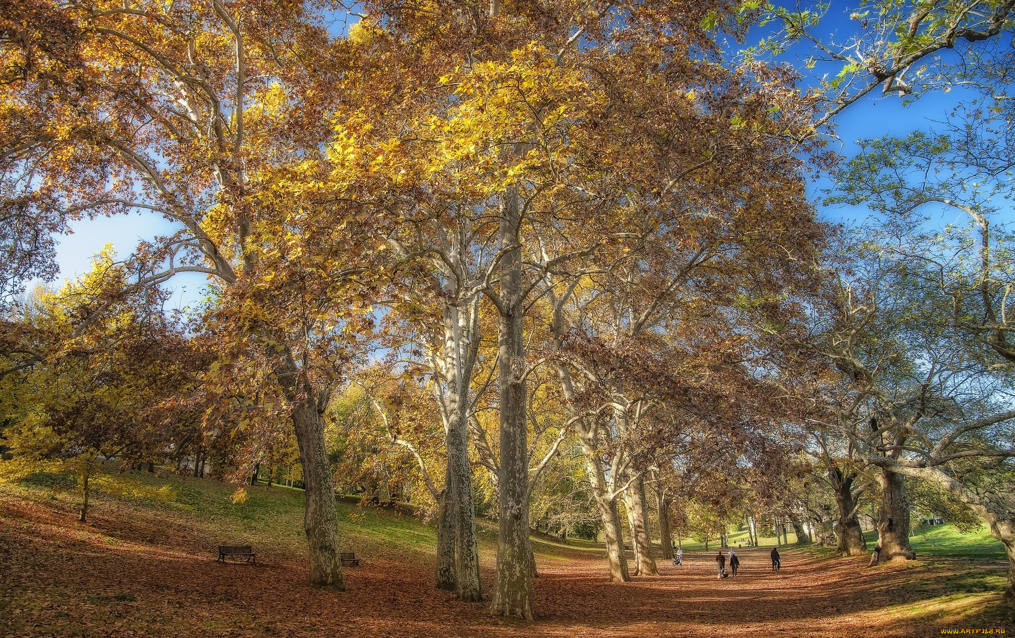 природа, парк, деревья