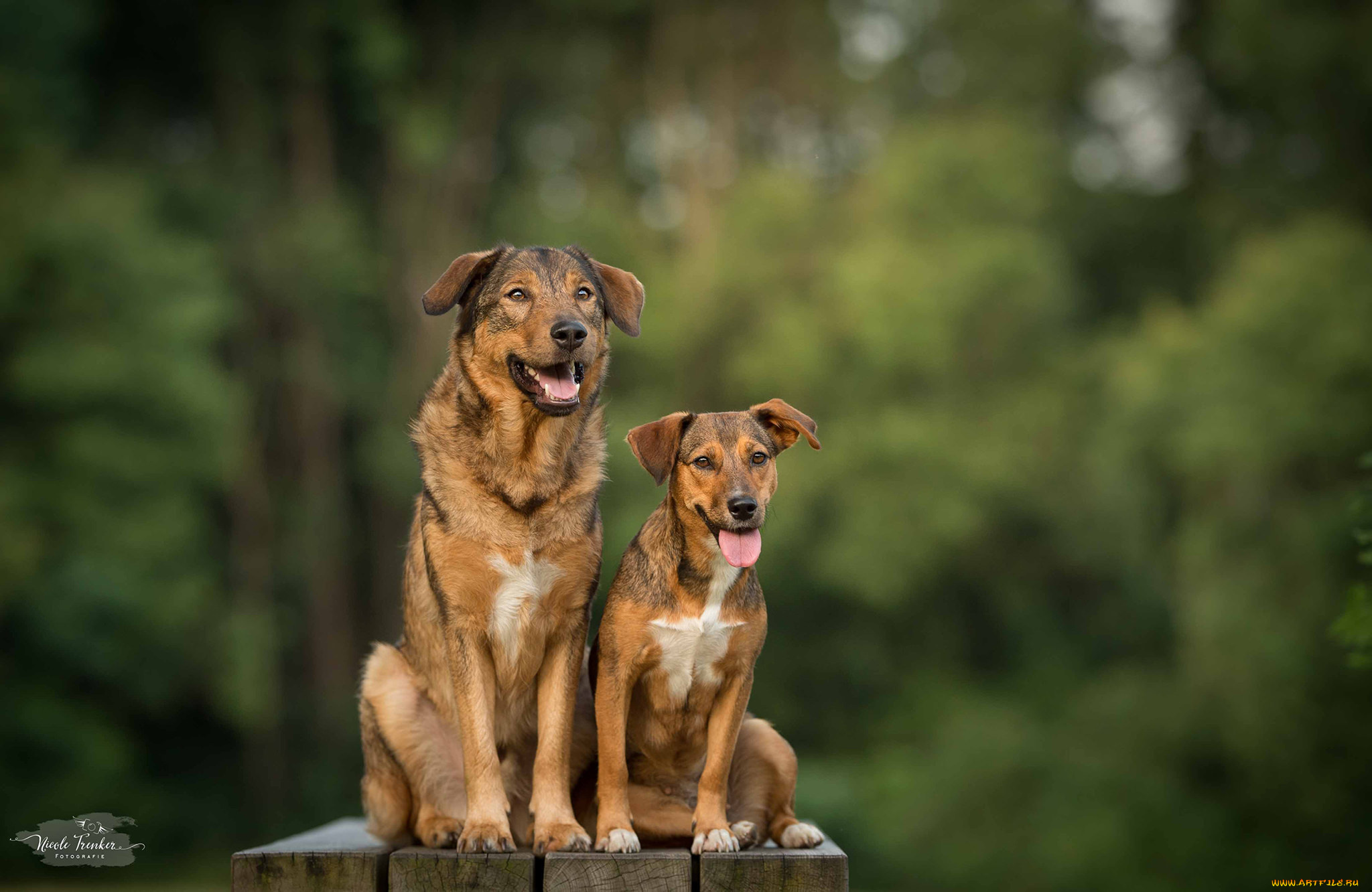 животные, собаки, окрас, животное, порода, шерсть, собака