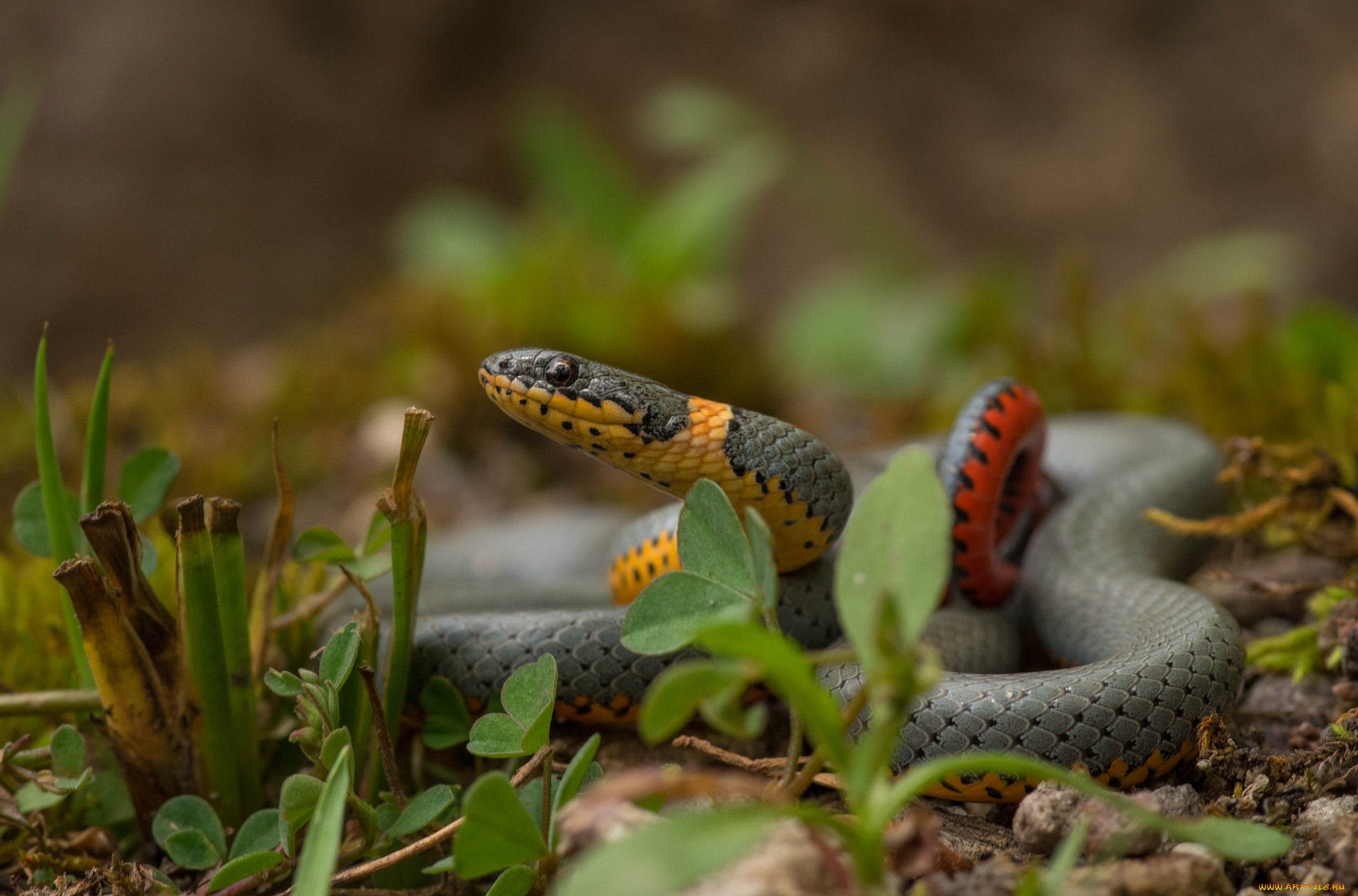 животные, змеи, , питоны, , кобры, змейка