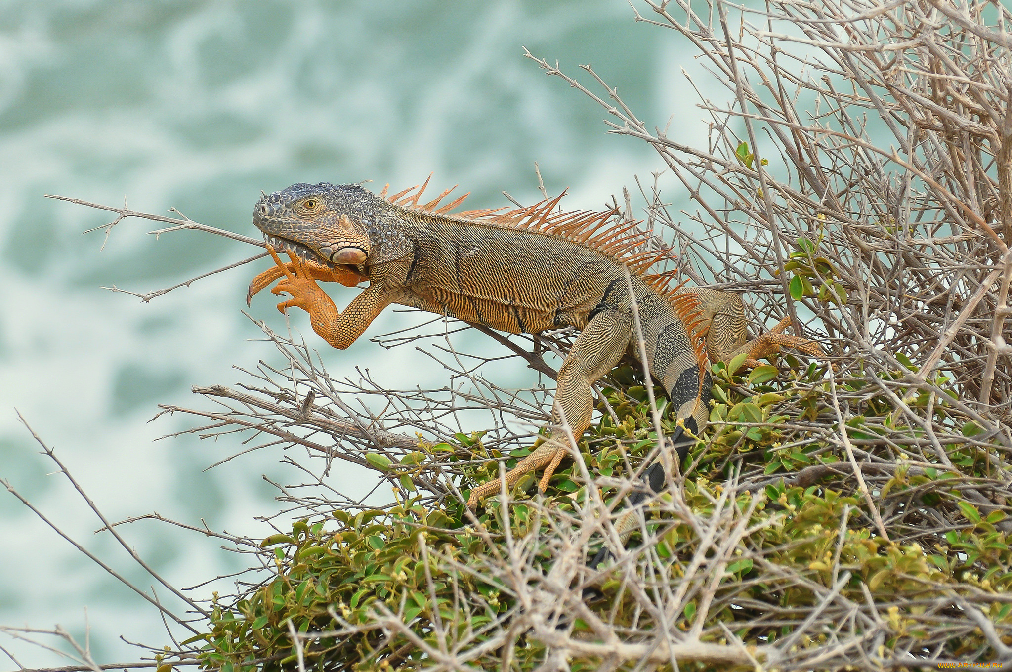 животные, Ящерицы, , игуаны, , вараны, ящерка