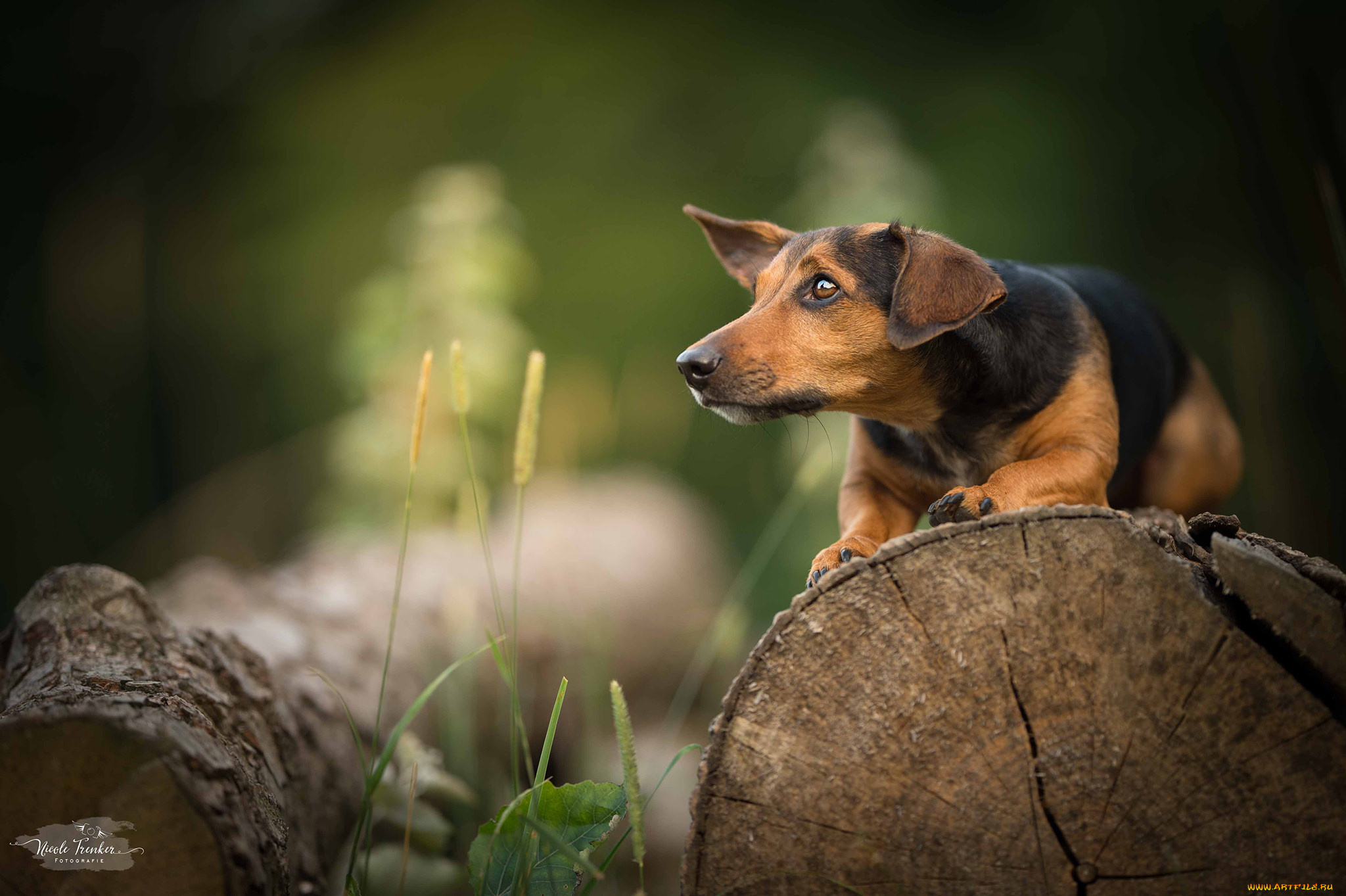 животные, собаки, сабака, трава, прогулка