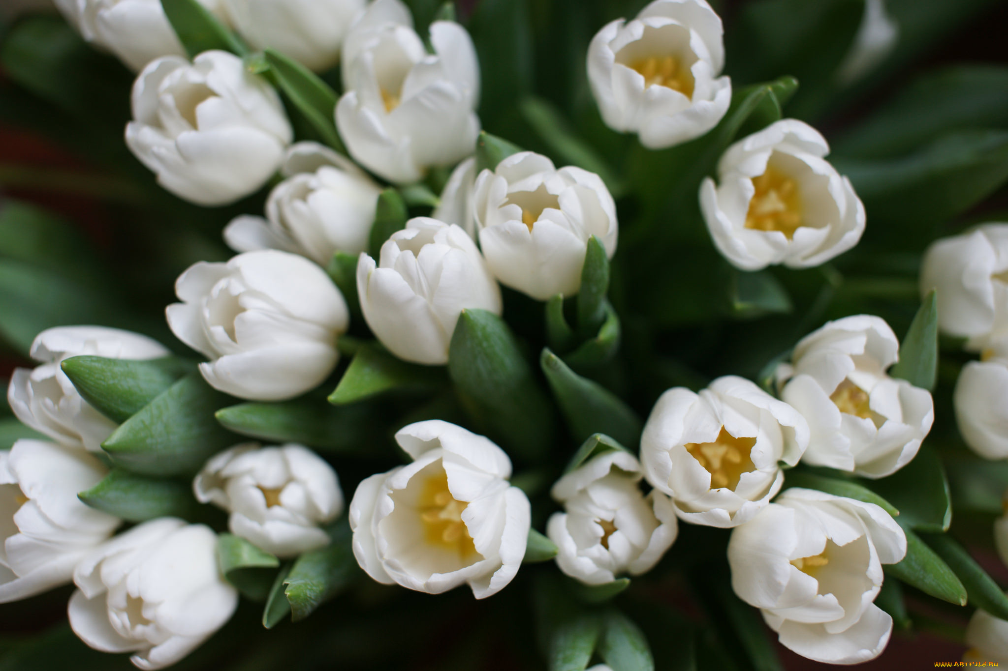 цветы, тюльпаны, бутоны, капли, цветение, лепестки