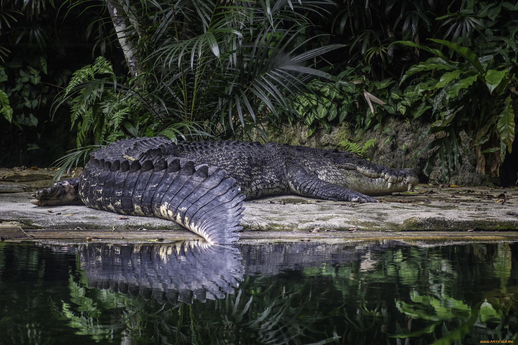 животные, крокодилы, крокодил