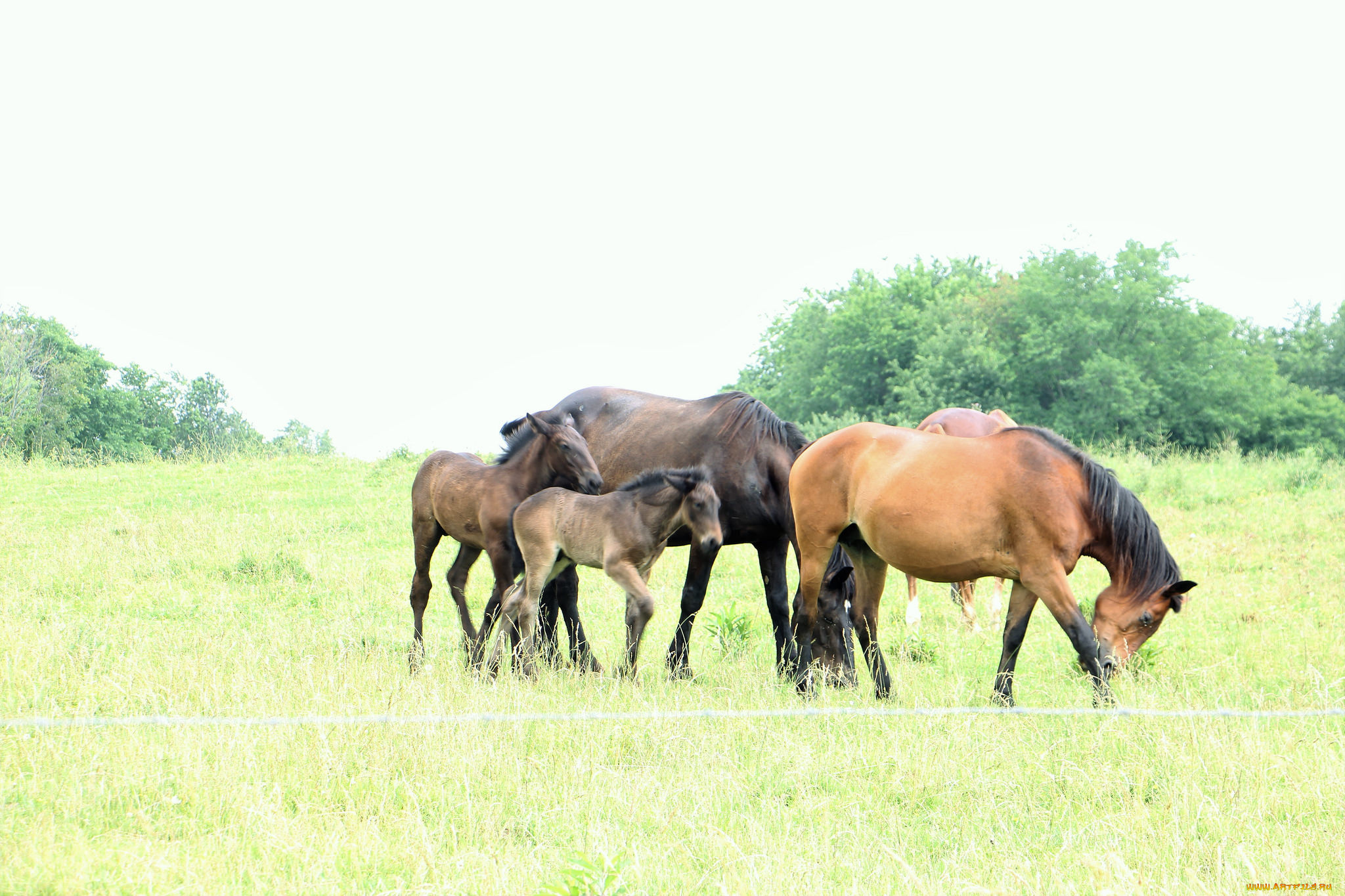 животные, лошади, животное, animal, handsome, horse, красавцы