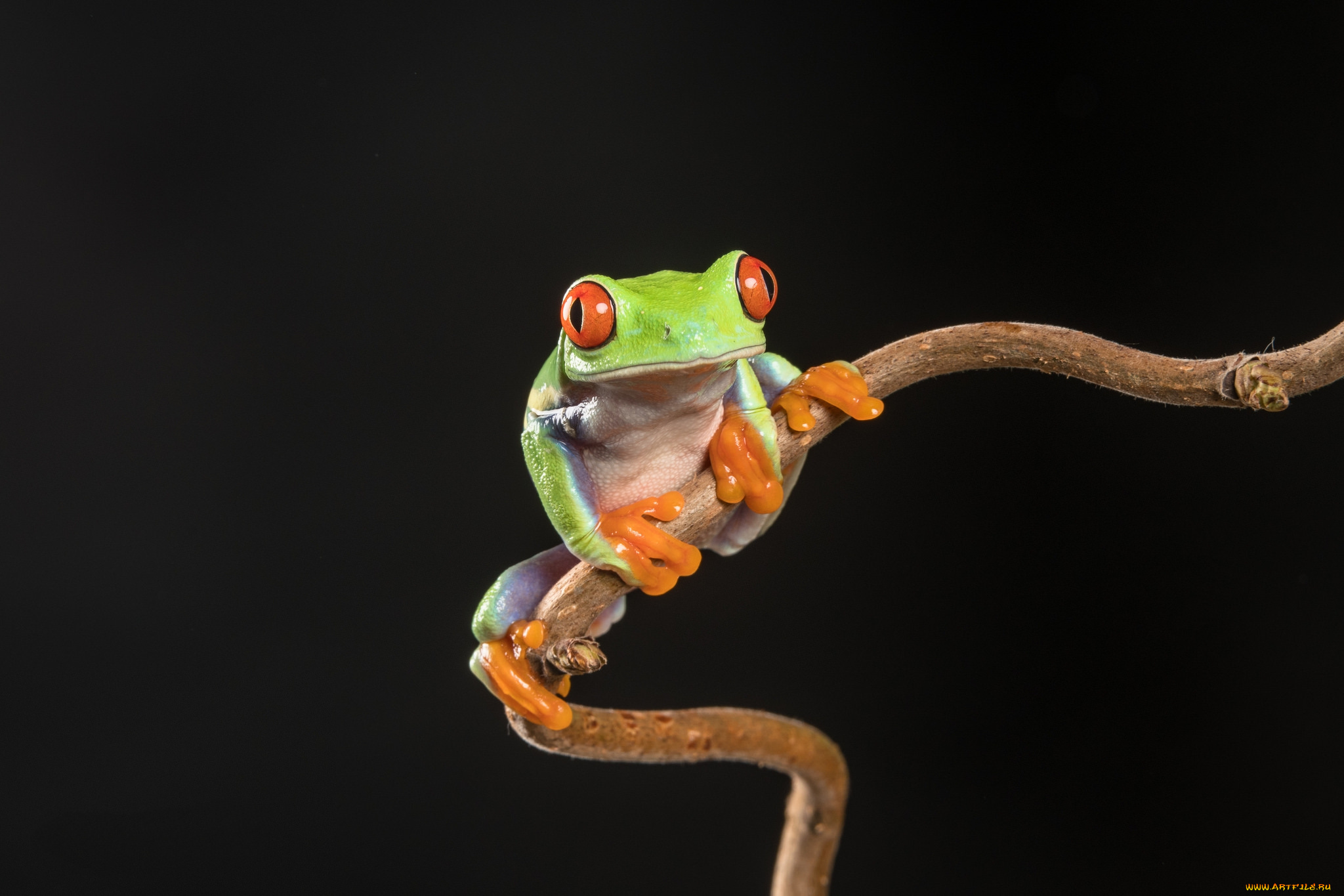 животные, лягушки, лягушка
