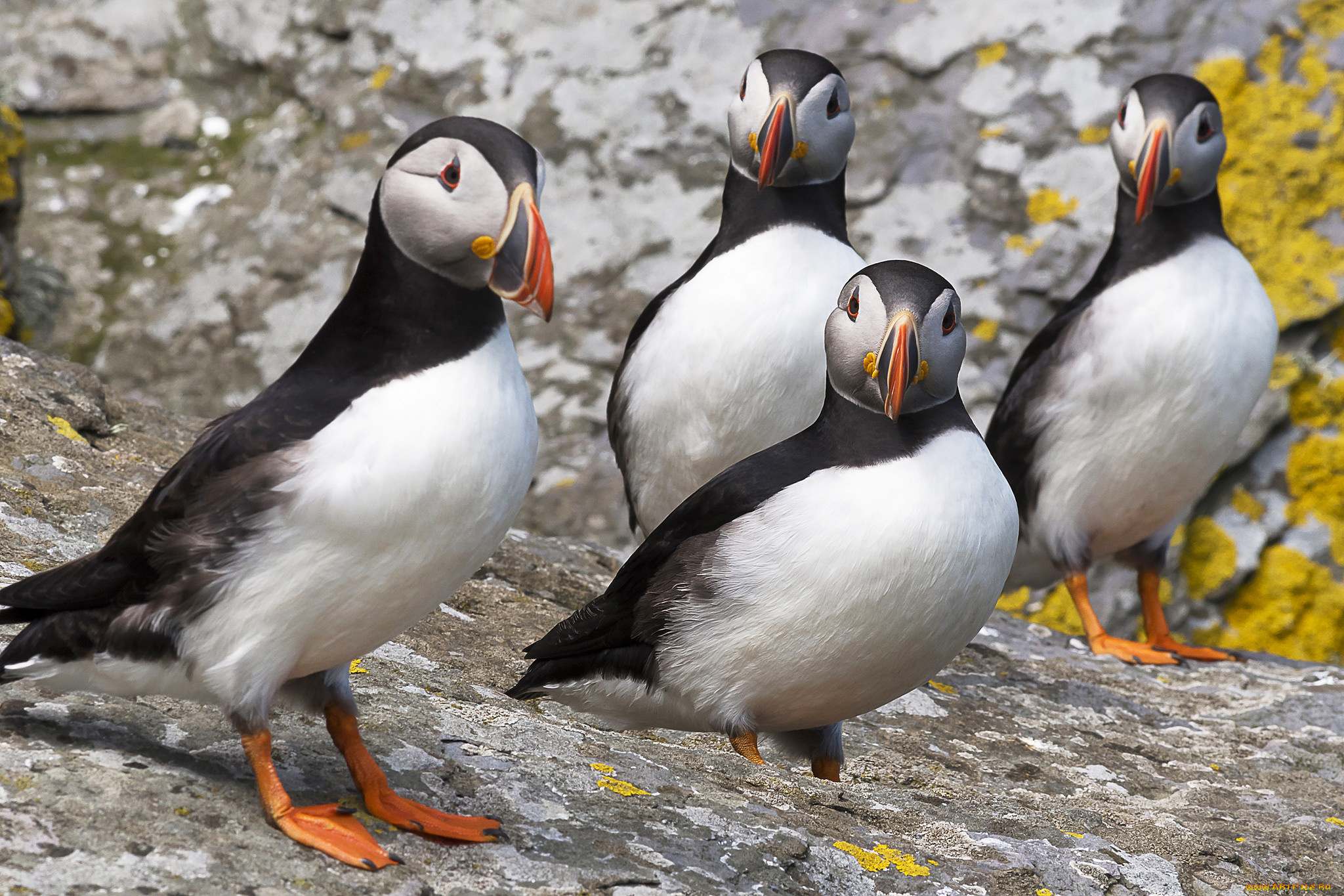 животные, тупики, тупик, окрас, перья, птица