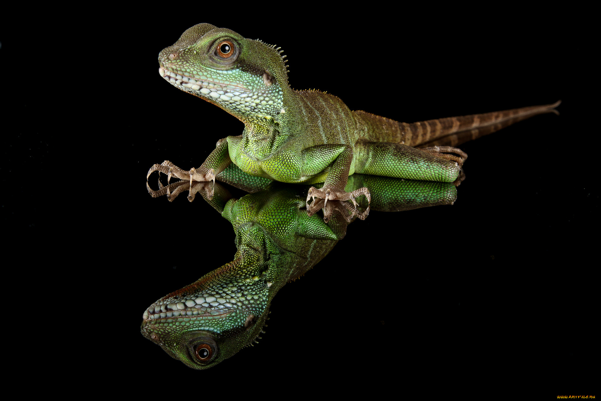 животные, Ящерицы, , игуаны, , вараны, ящерка