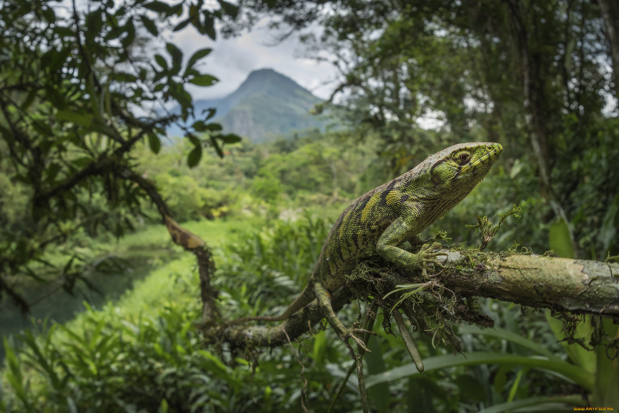 животные, Ящерицы, , игуаны, , вараны, ящерка