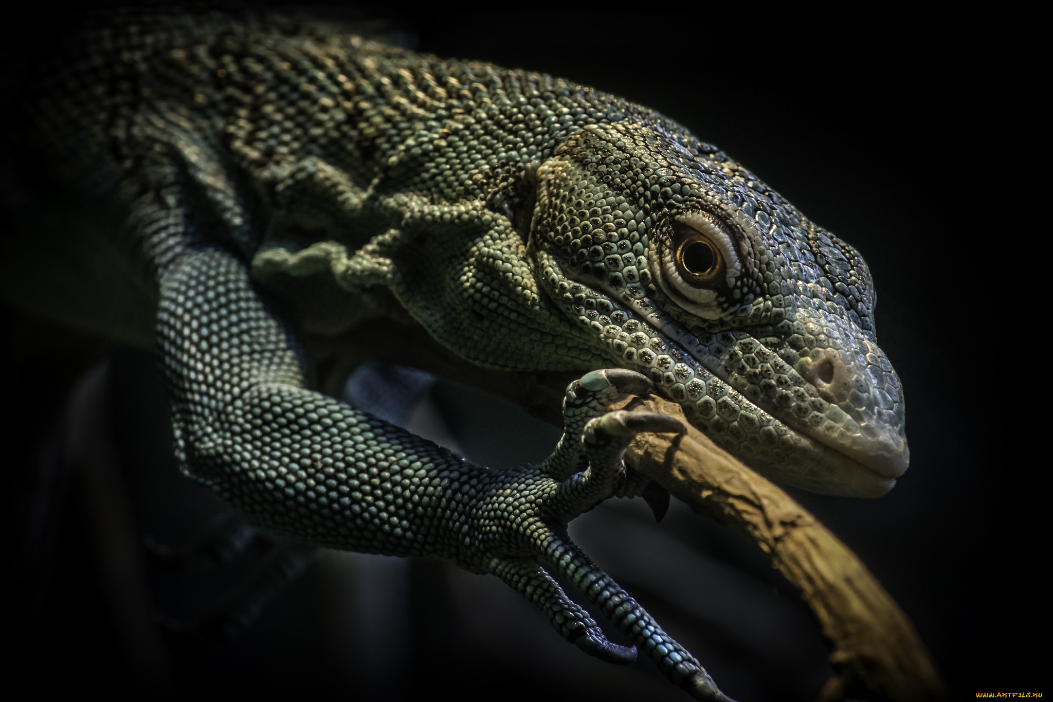 животные, Ящерицы, , игуаны, , вараны, ящерка