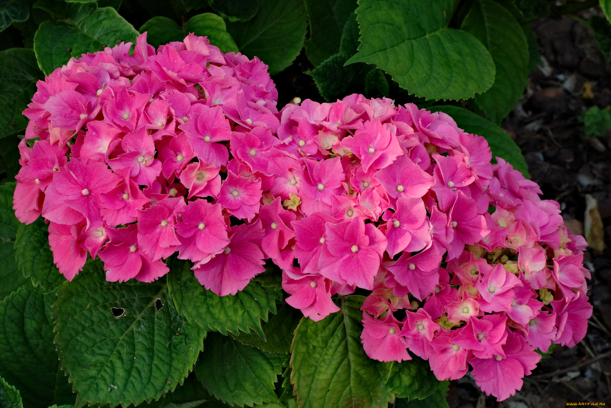цветы, гортензия, цветение, цвет, куст
