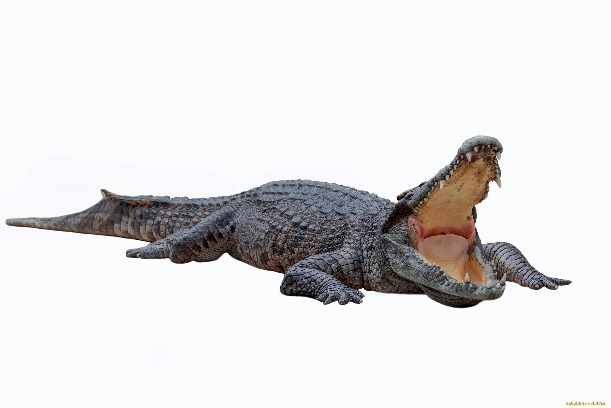 животные, крокодилы, крокодил