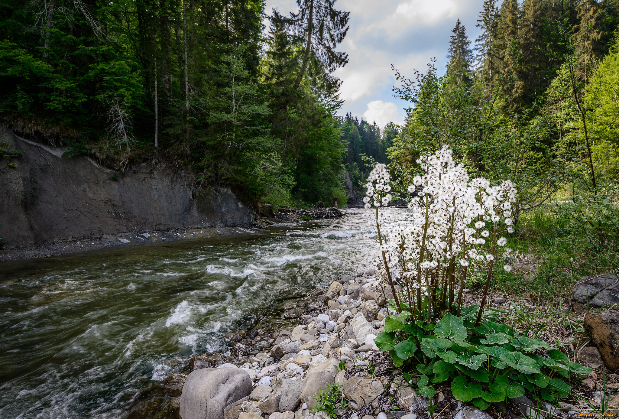 природа, реки, озера, река, лес