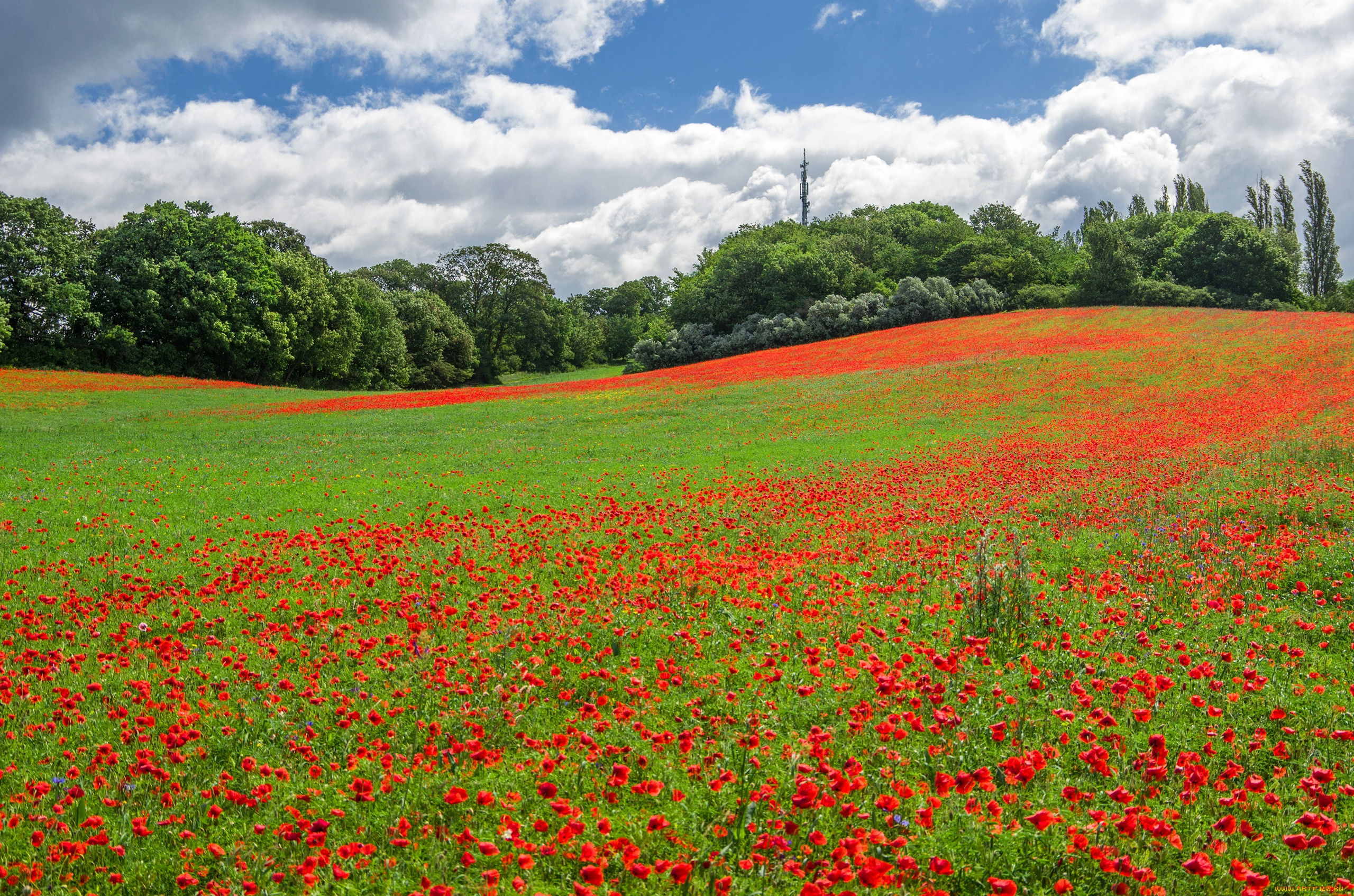 природа, луга, цветы, красные, деревья, кусты, поляна, трава, облака, зелень, маки, лето, солнце, небо