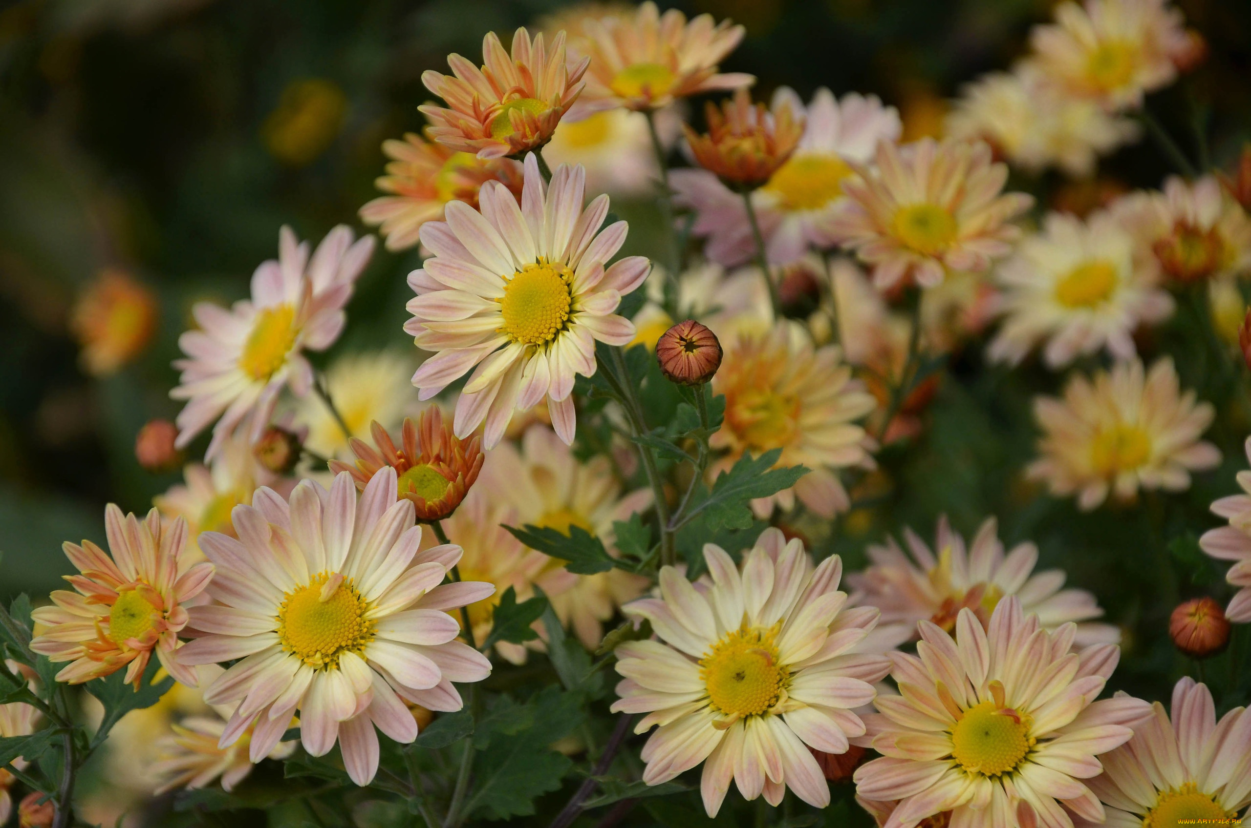 цветы, хризантемы, бутоны, осень