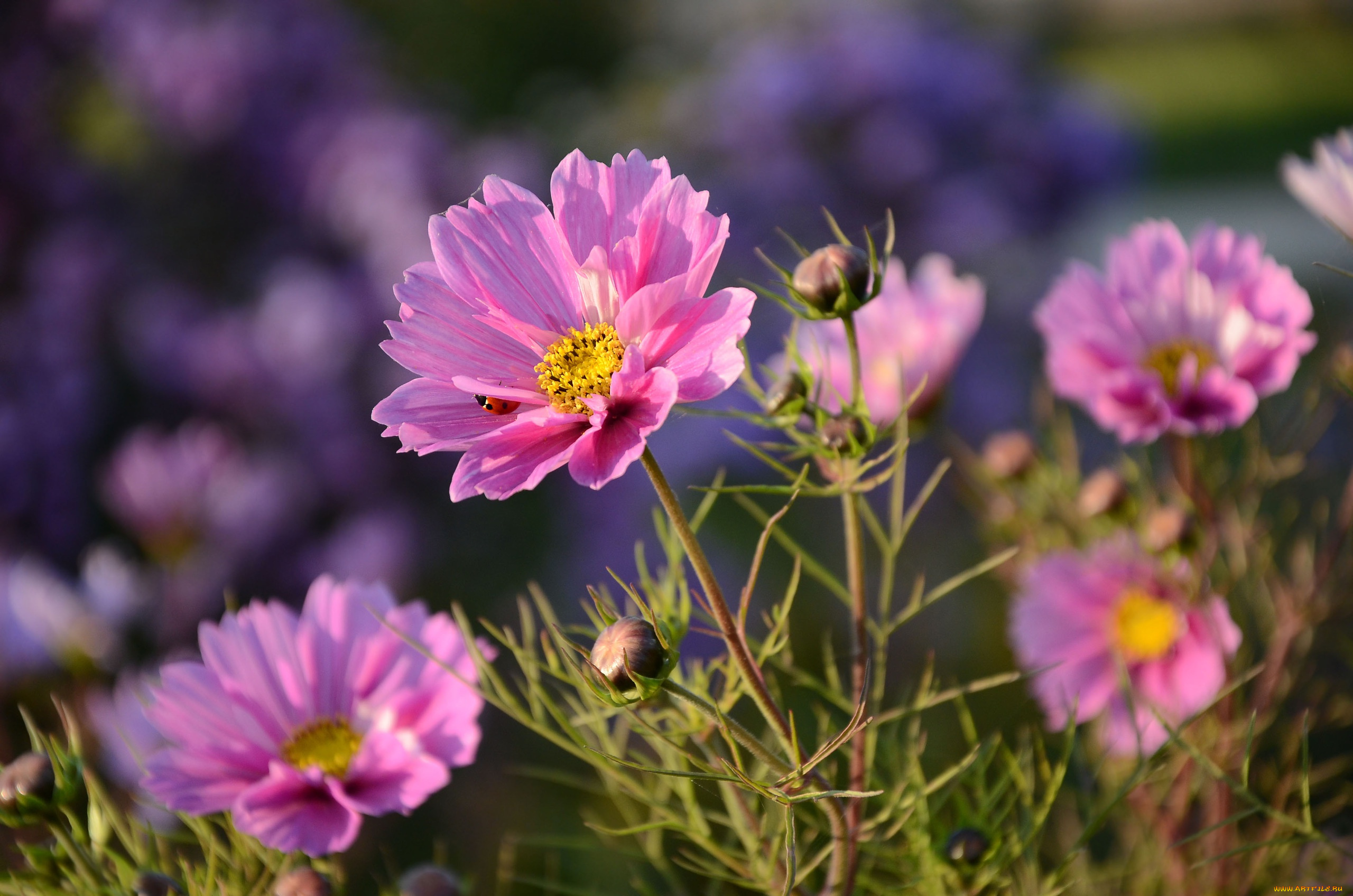 цветы, космея, лето, божья, коровка, бутоны, макро, природа