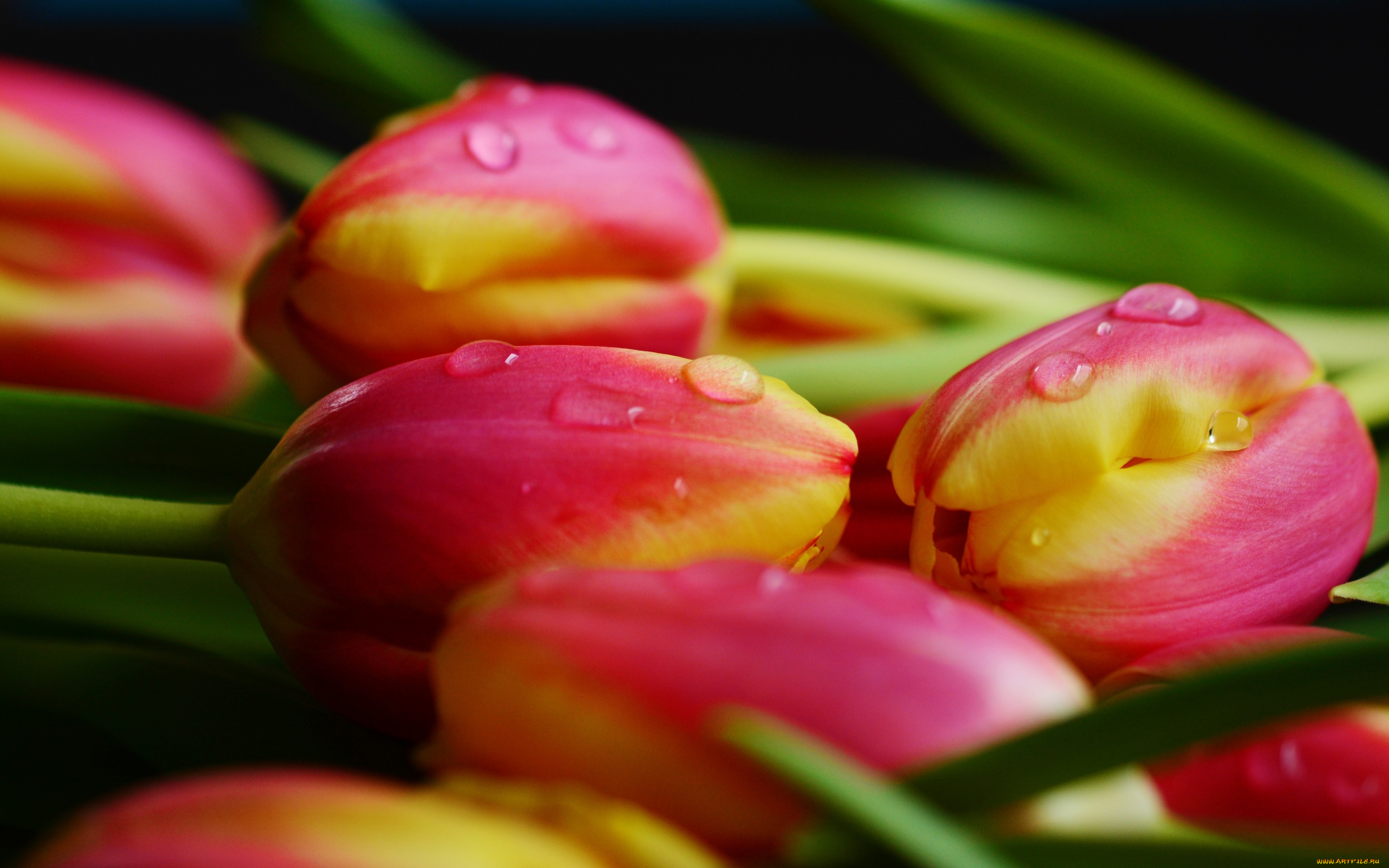 цветы, тюльпаны, вода, капли