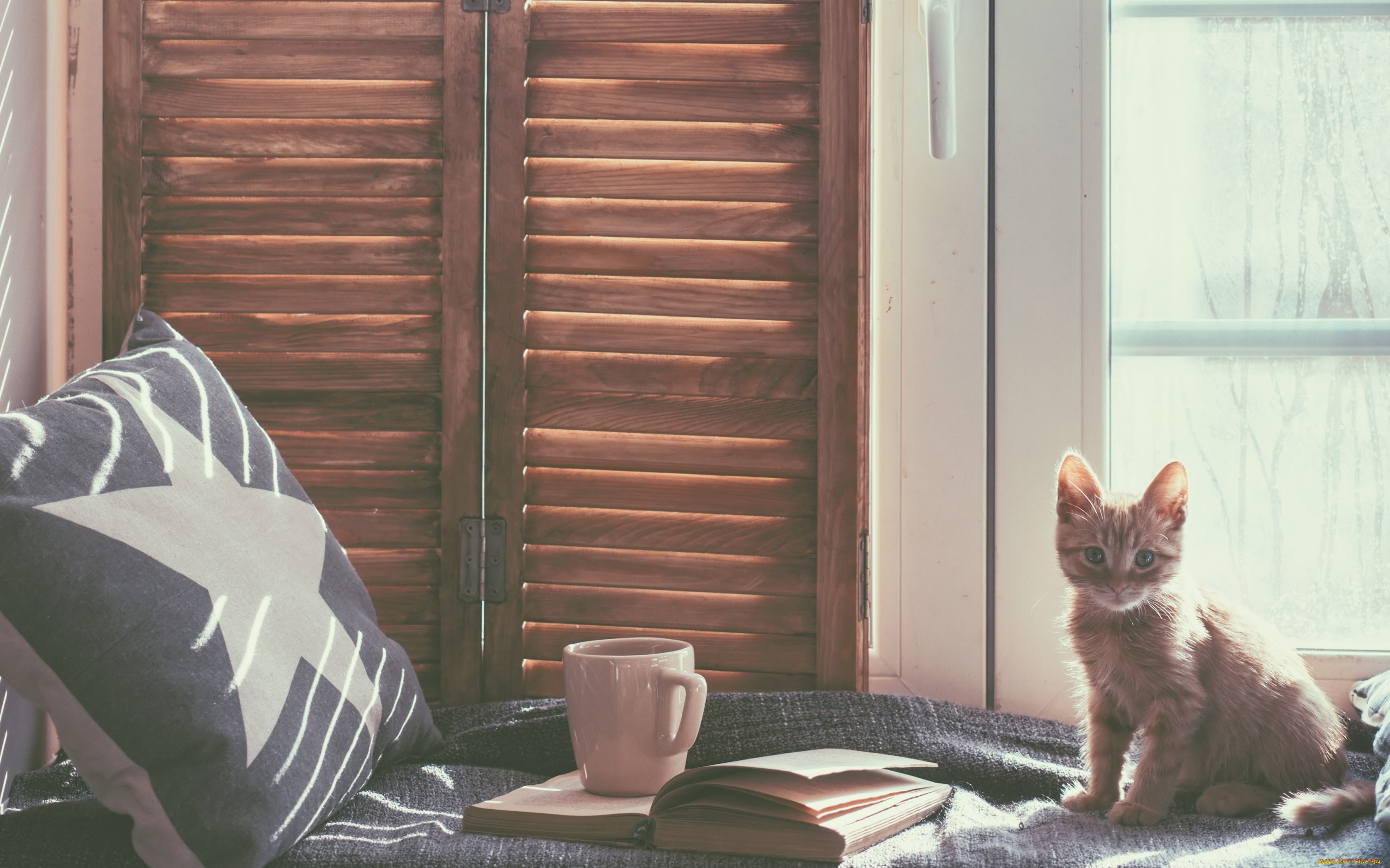 животные, коты, подушка, кровать, книга, комната, кружка, окно, котёнок, кот, кошка
