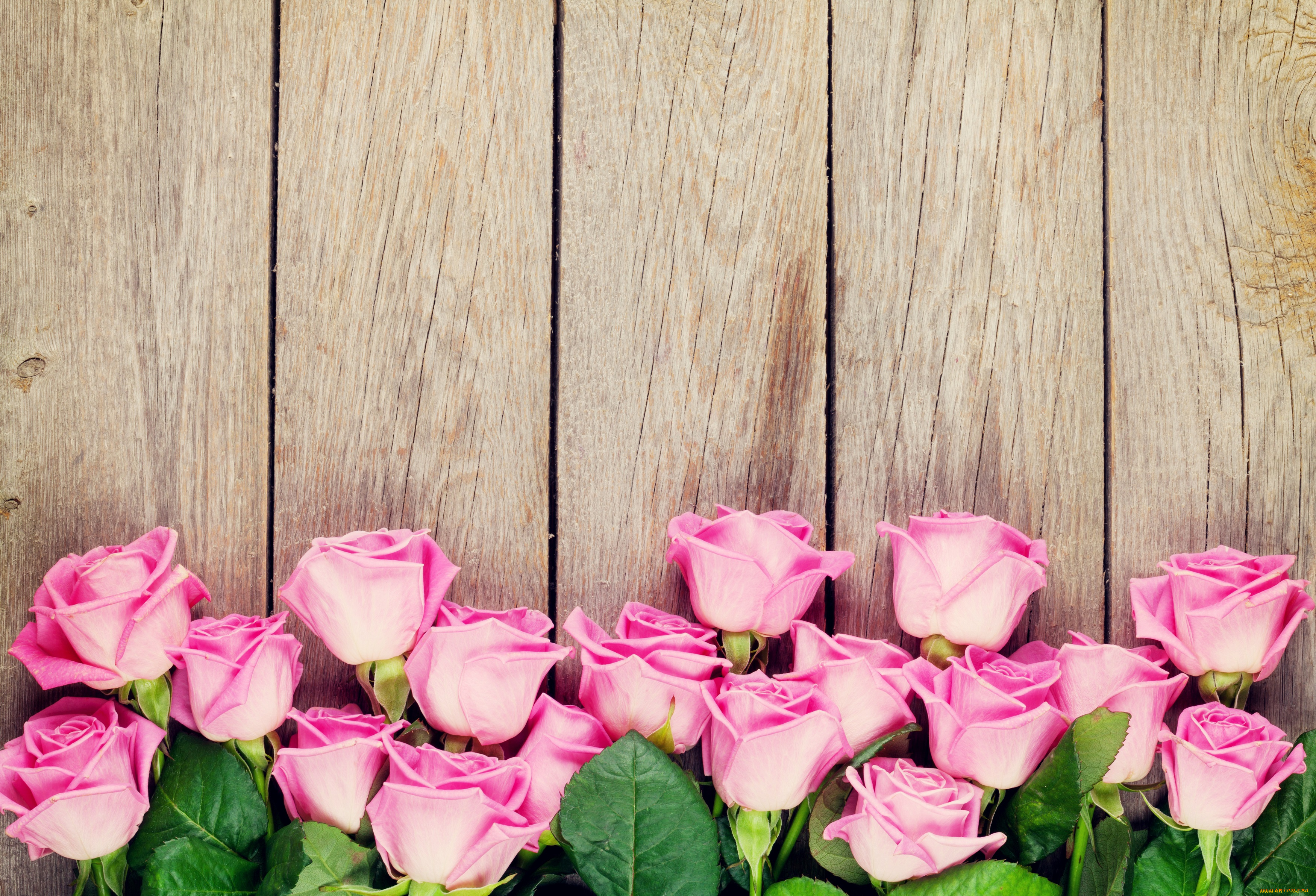 цветы, розы, лента, праздник, открытка, букет