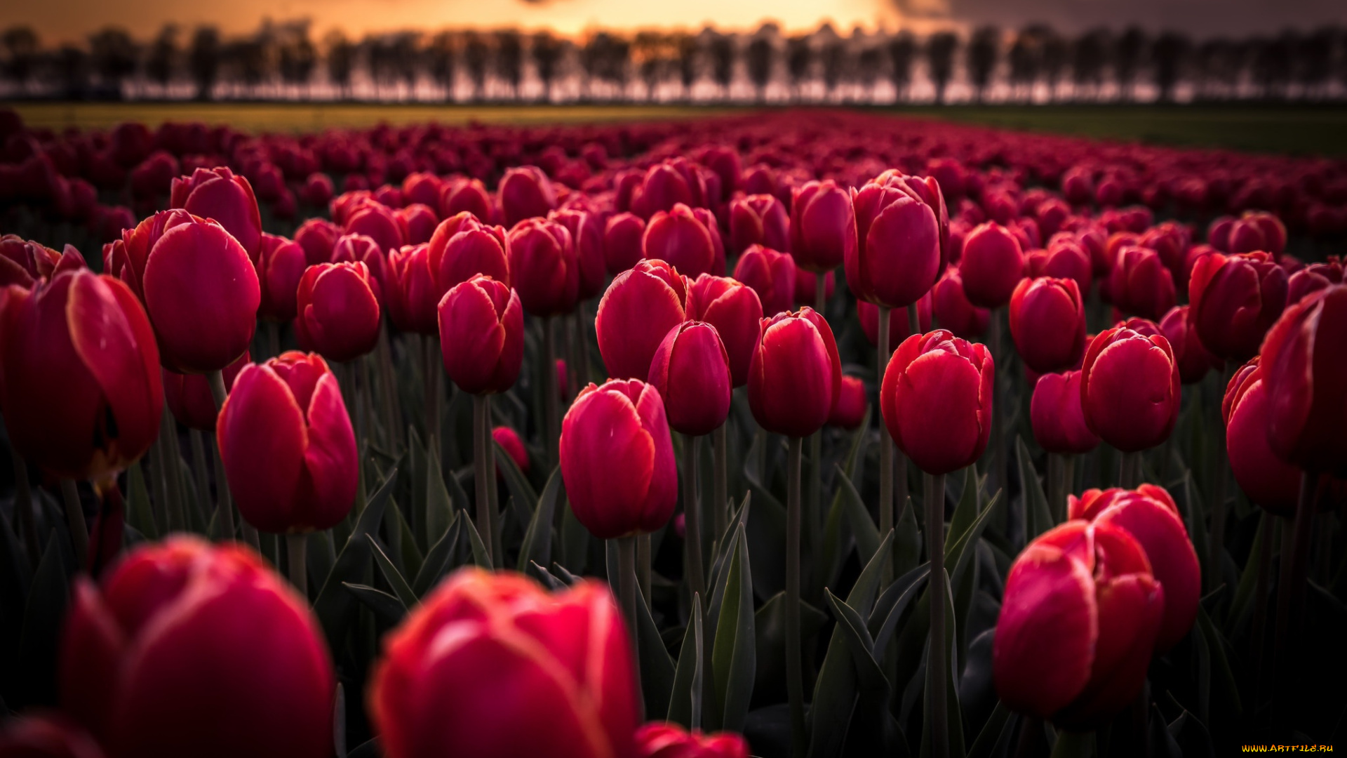 цветы, тюльпаны