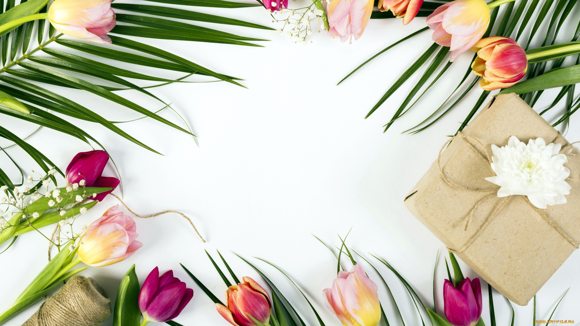 цветы, тюльпаны, бутоны