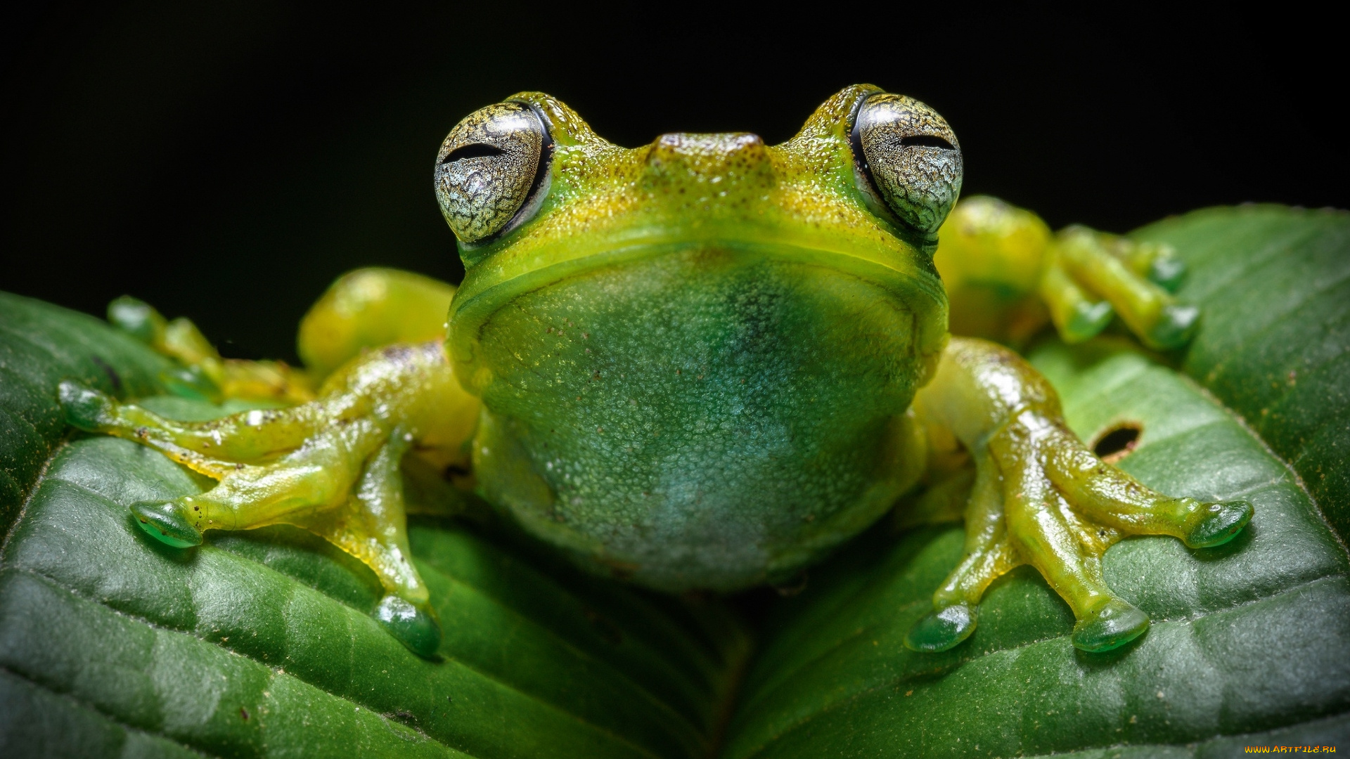 животные, лягушки, лягушка, зеленая, листья, древесная