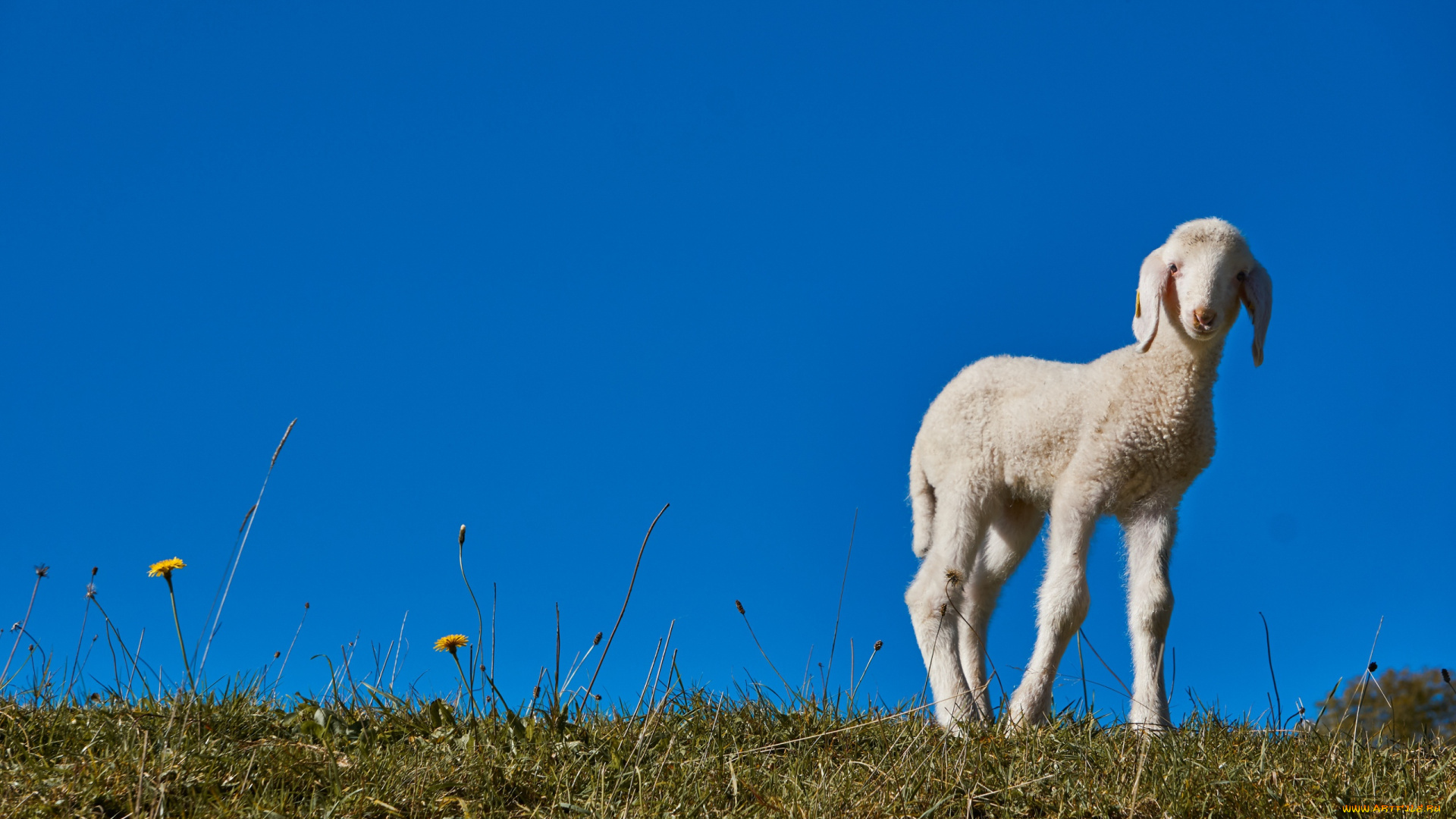 животные, овцы, , бараны, ягненок