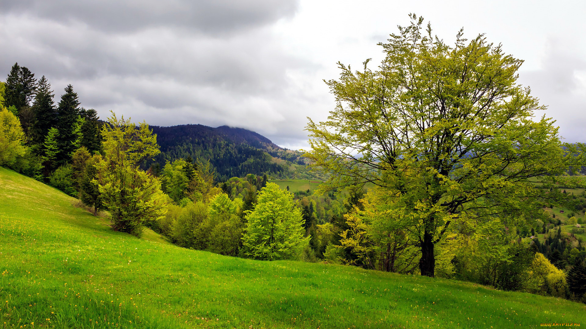 природа, луга, луг, лето