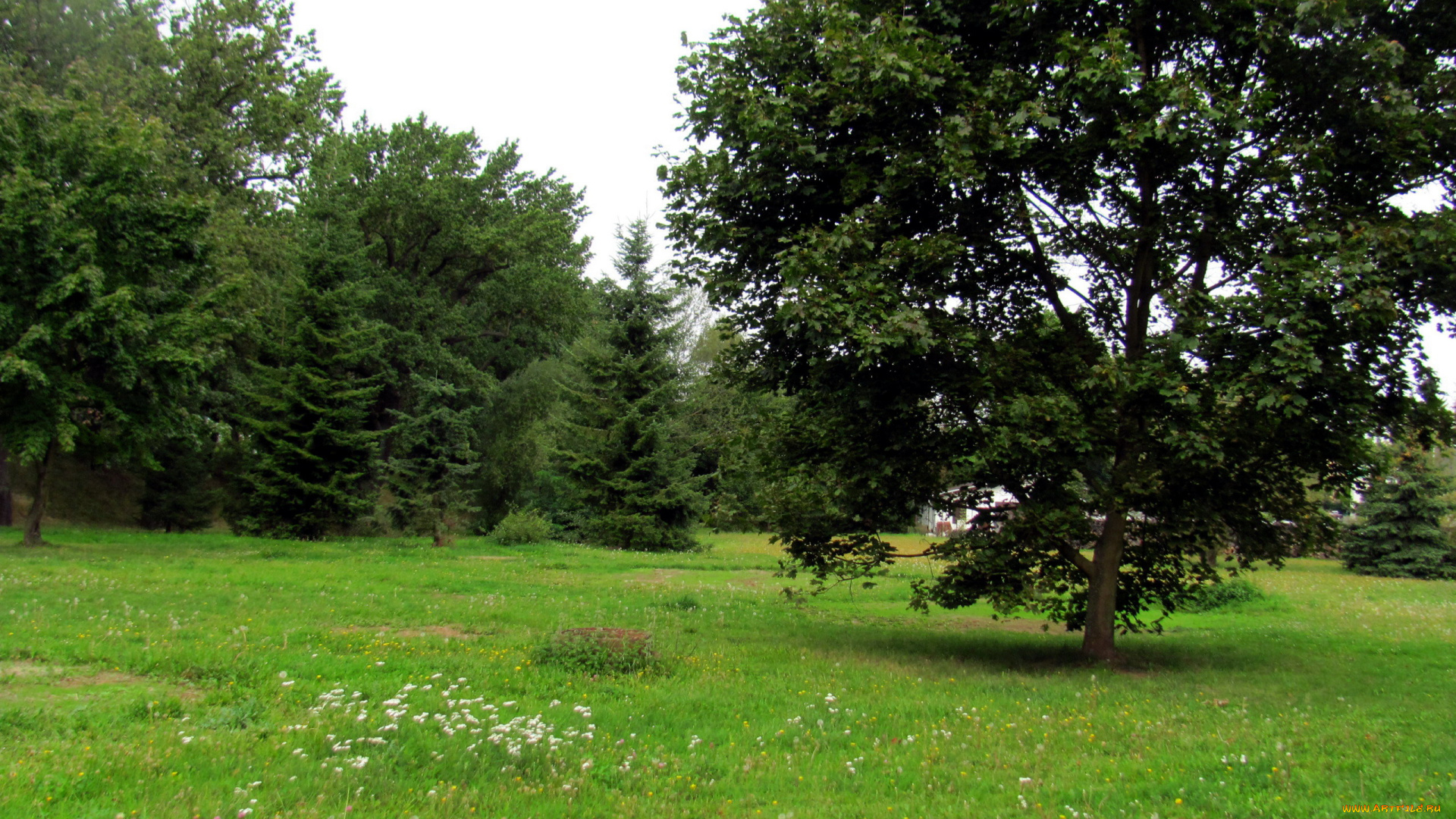 природа, луга, трава, луг, деревья