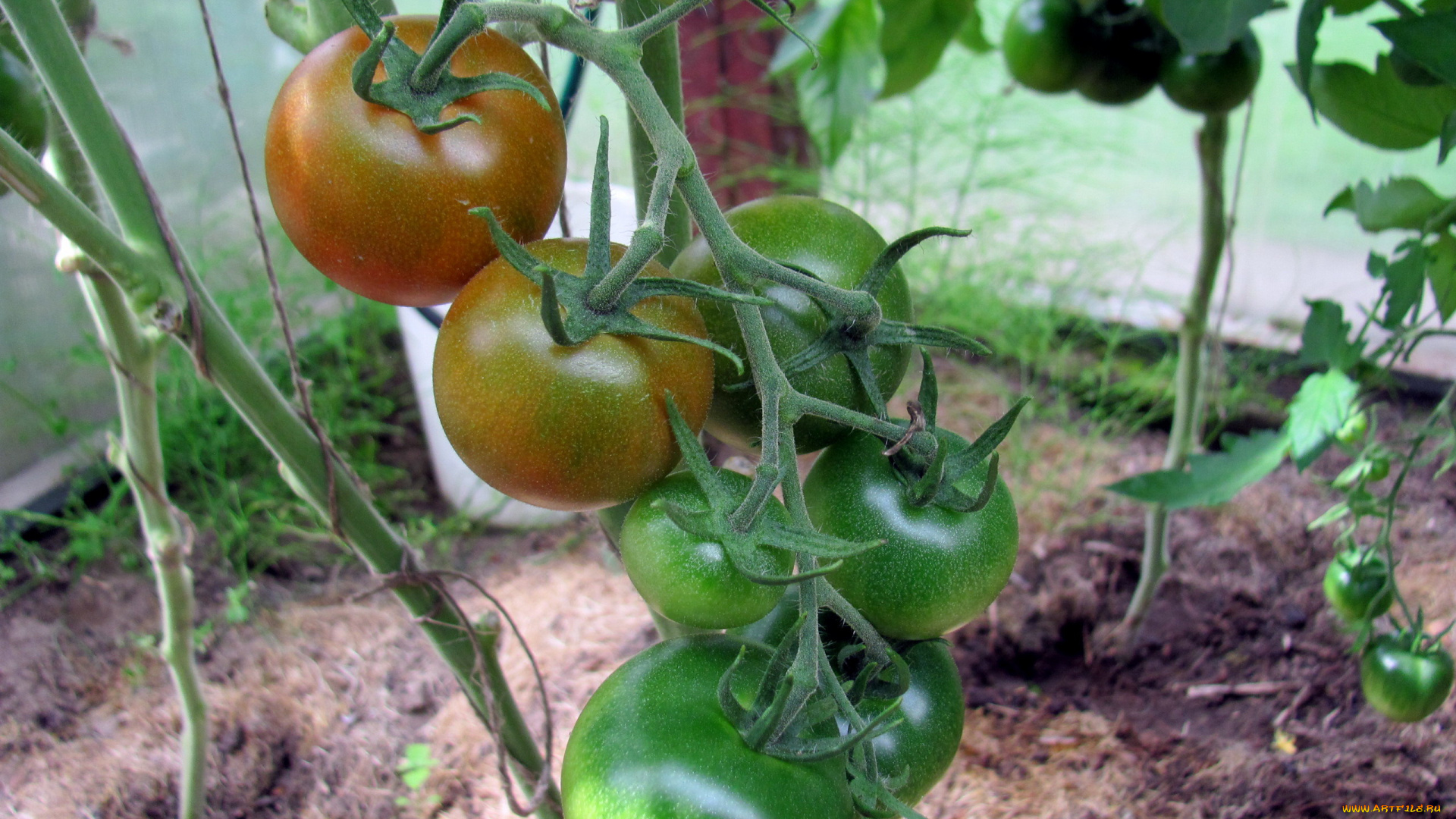 природа, плоды, помидоры