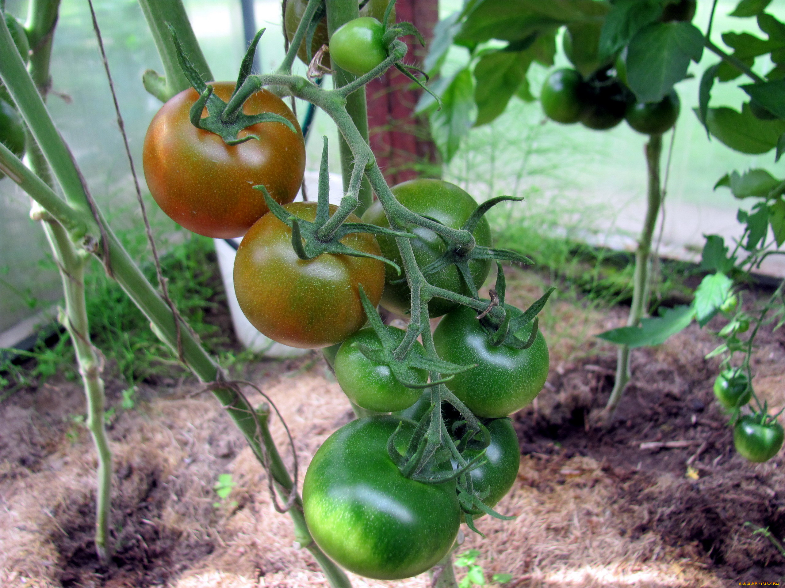 природа, плоды, помидоры