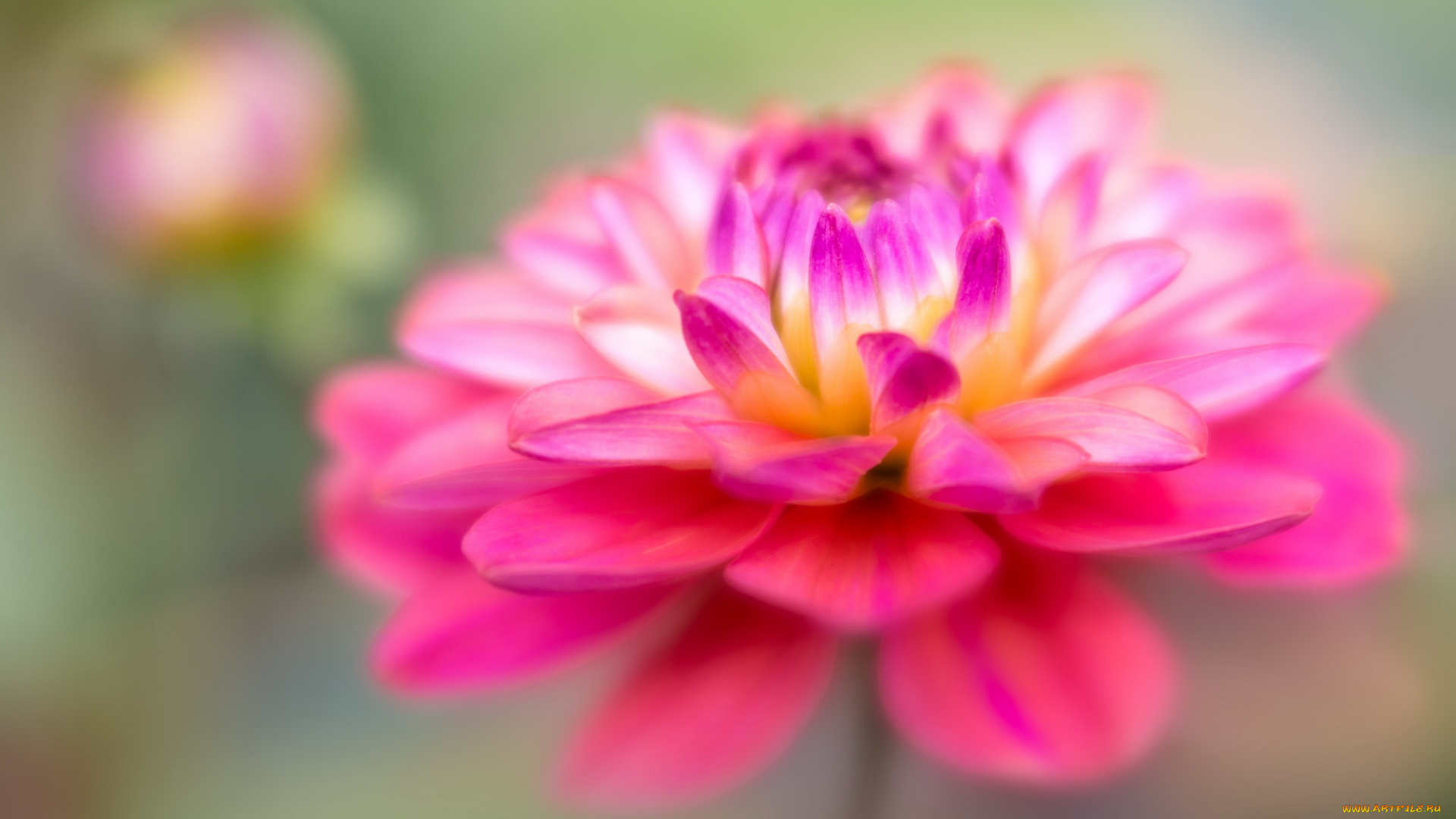 цветы, георгины, георгин, макро