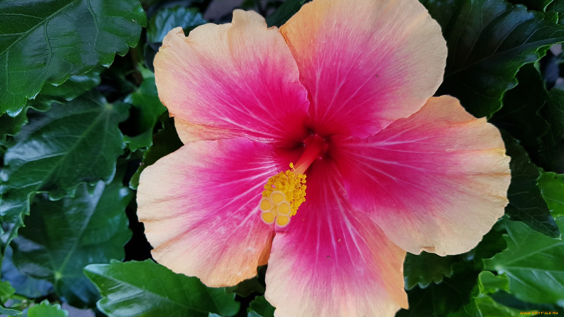 цветы, гибискусы, розовый, гибискус, макро