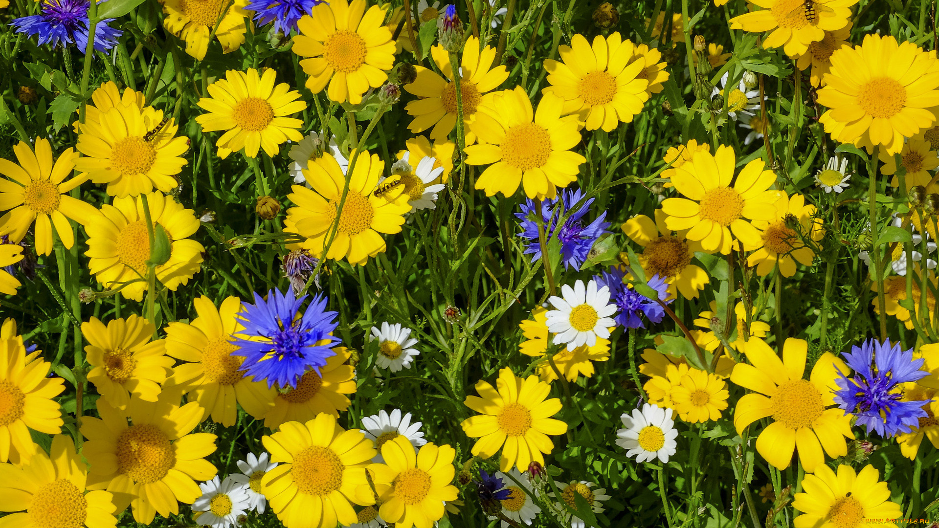 цветы, луговые, , полевые, , цветы, васильки, ромашки