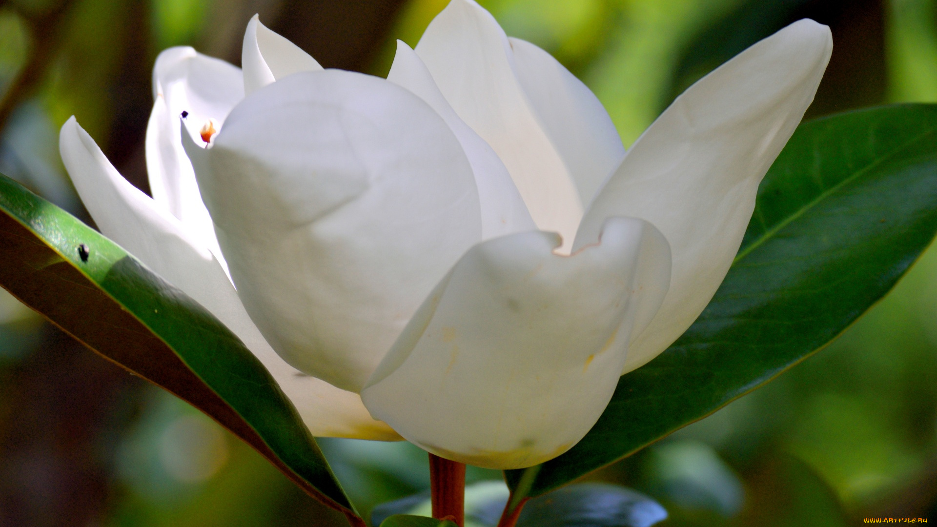 цветы, магнолии, белая, магнолия, макро