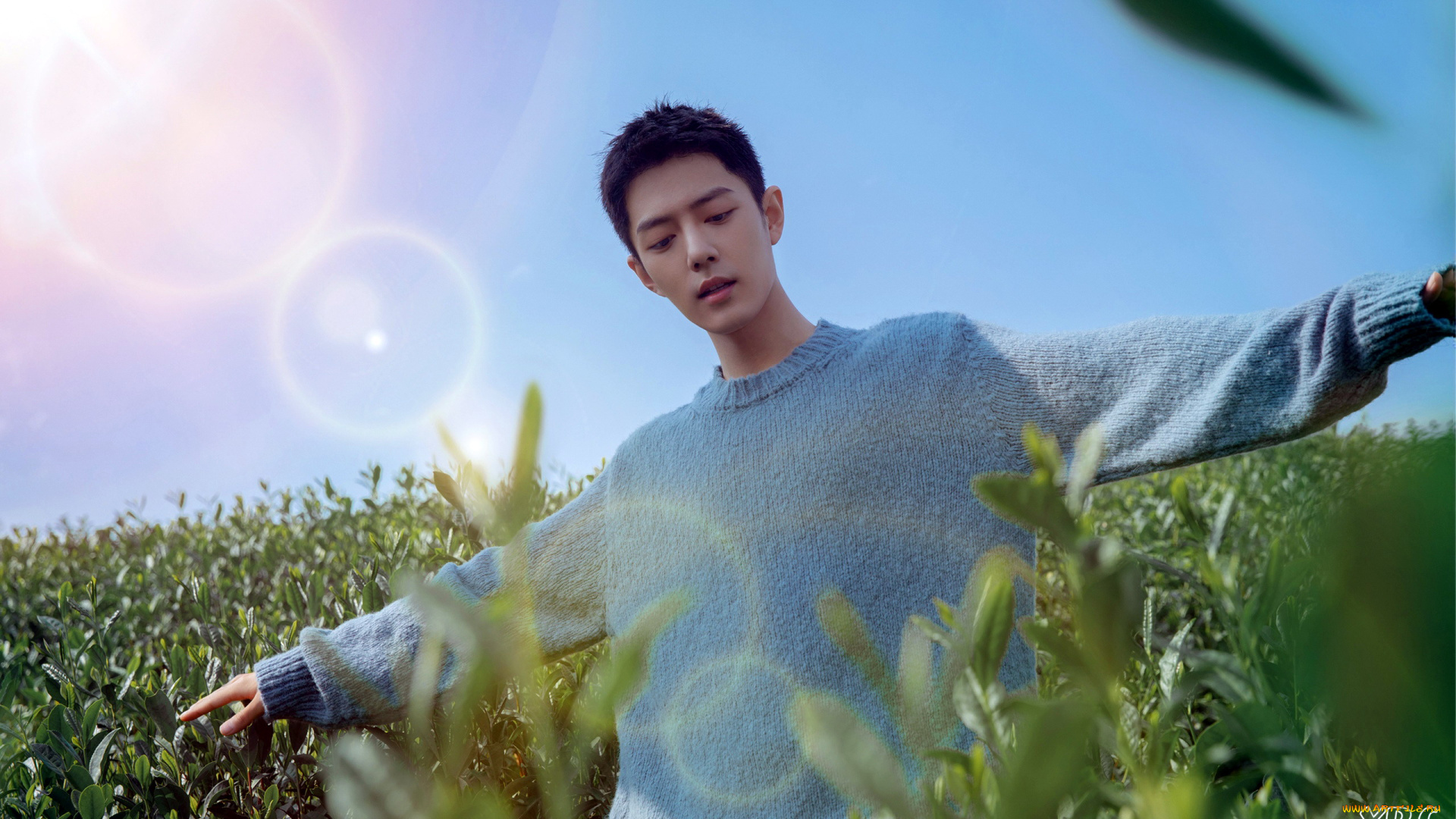 мужчины, xiao, zhan, актер, свитер, поле