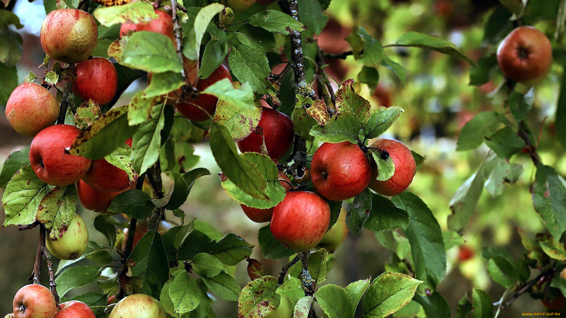 природа, плоды, яблоки