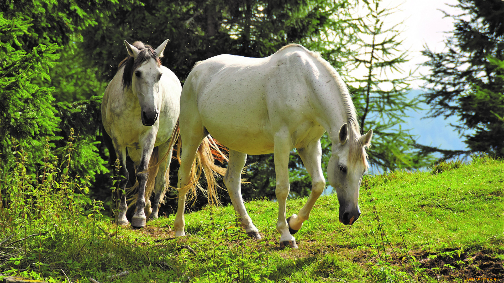 животные, лошади, белые, лес, поляна