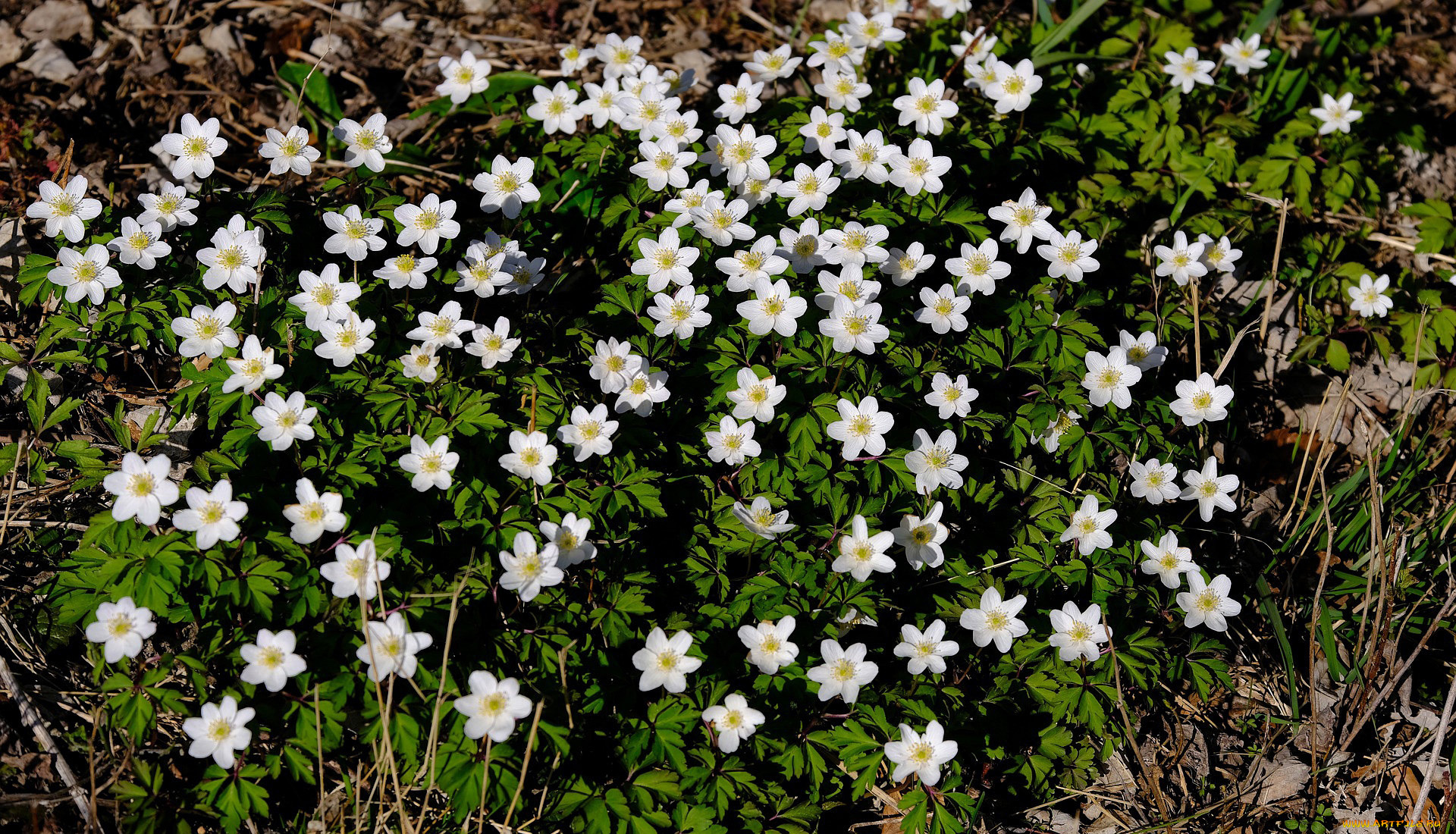 цветы, ветреницы, , печёночницы, ветреница, дубравная