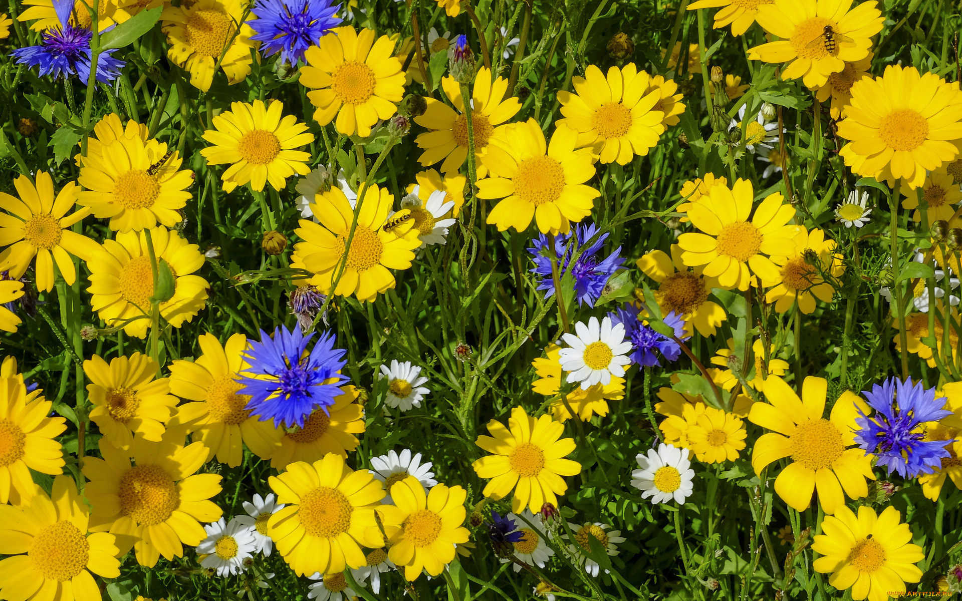 цветы, луговые, , полевые, , цветы, васильки, ромашки