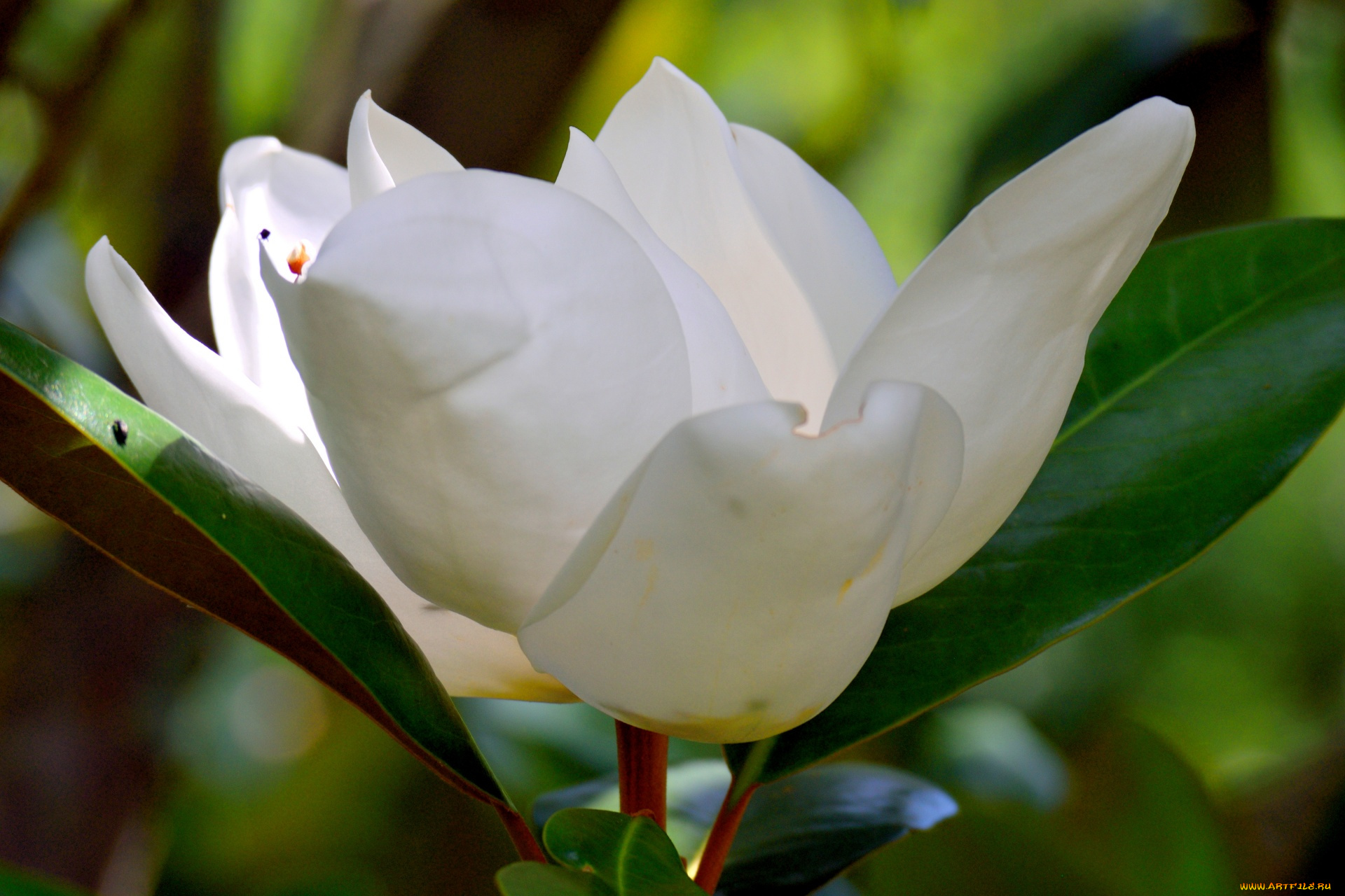 цветы, магнолии, белая, магнолия, макро