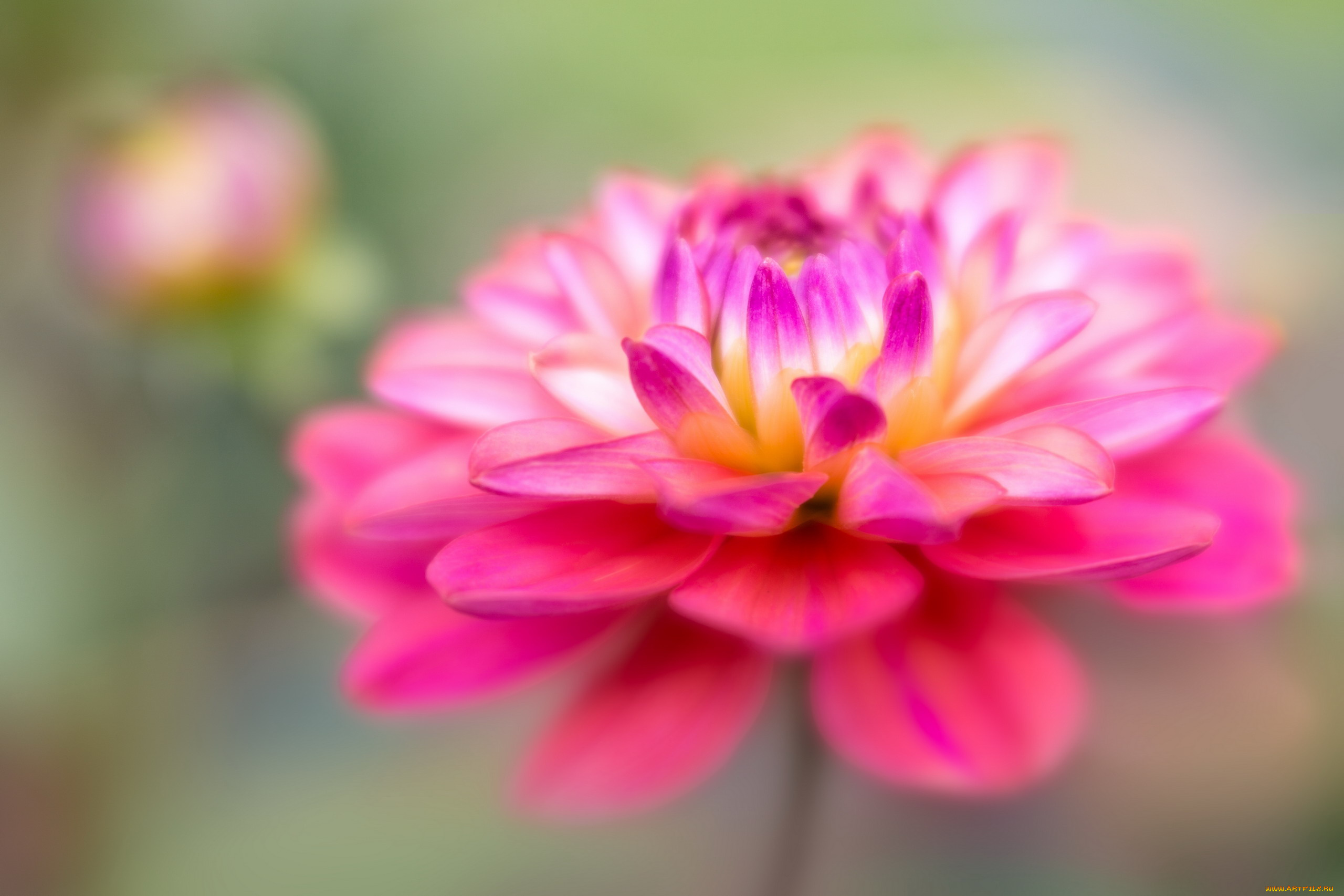 цветы, георгины, георгин, макро