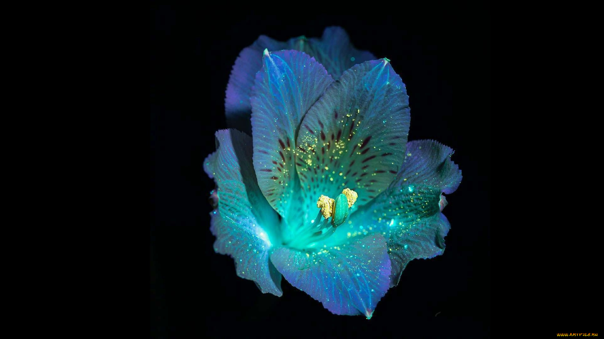 цветы, альстромерия, чёрный, фон, цветок