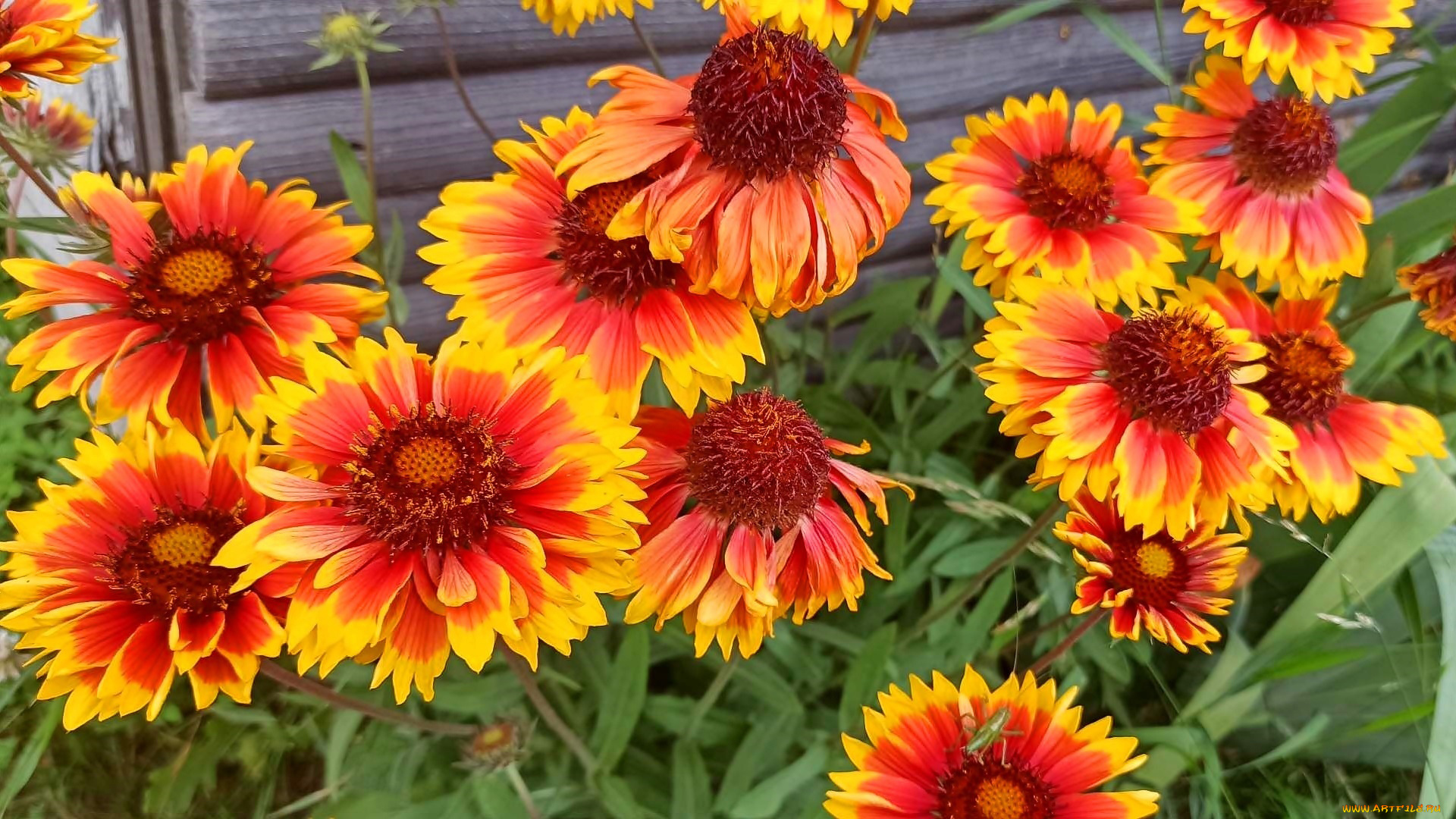 цветы, гайлардии, , гелениумы, яркие, оранжевые