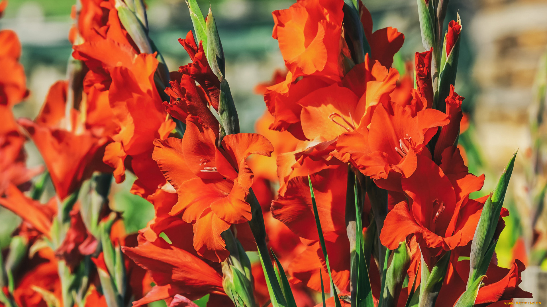 цветы, гладиолусы, алые